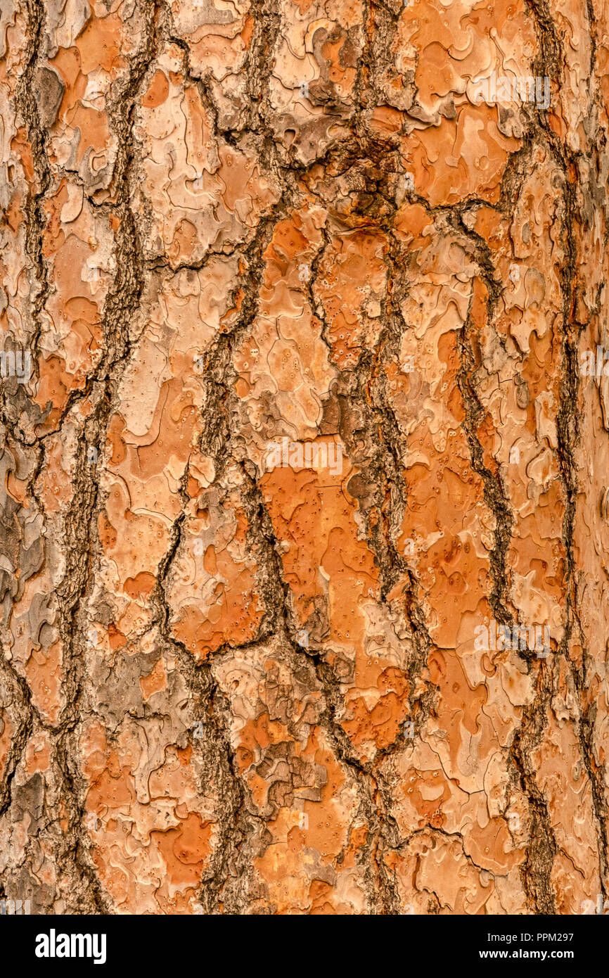 Red pine tree bark vertical texture or background Stock Photo
