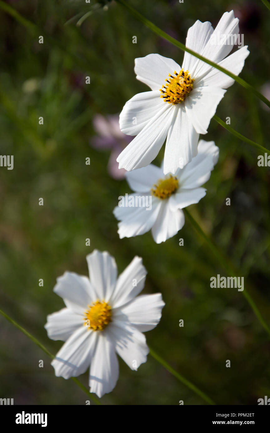 White flowers with yellow centers hi-res stock photography and images ...
