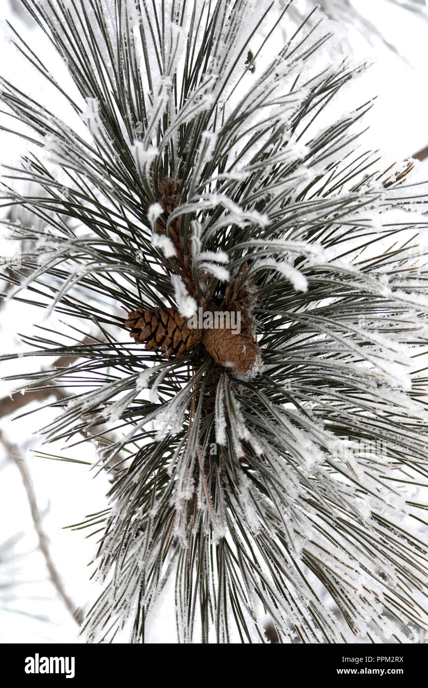 Pine tree cone needles hi-res stock photography and images - Alamy