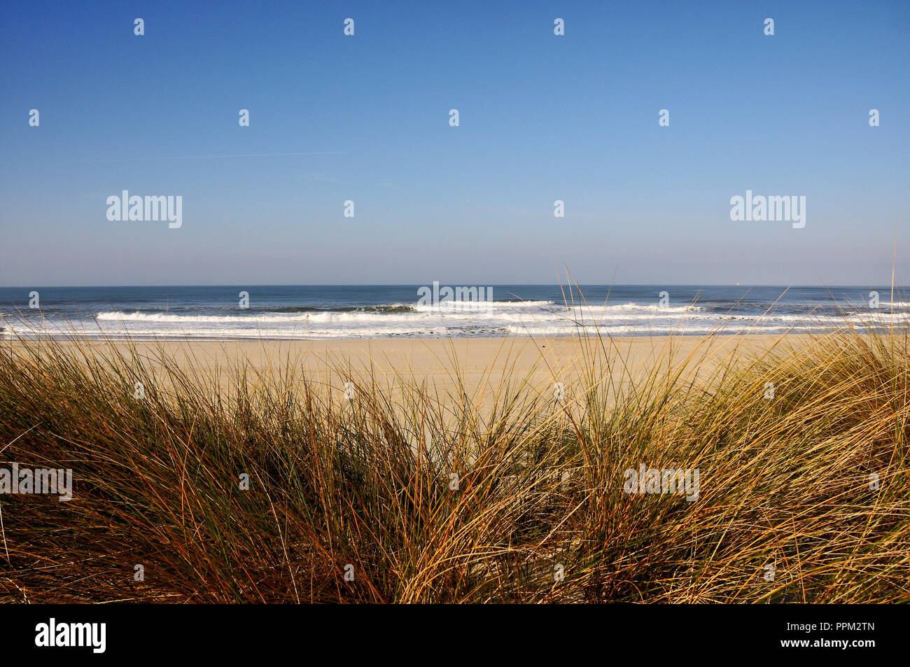 The beach of Costa Nova with sand dunes and European beachgrass, Portugal Stock Photo