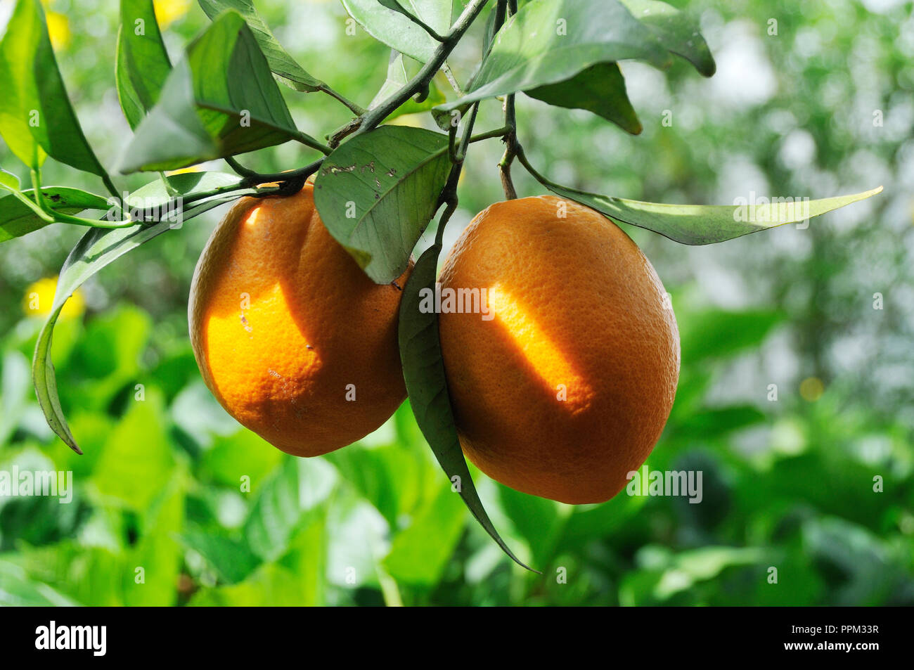 Orange tree. Setúbal, Portugal Stock Photo