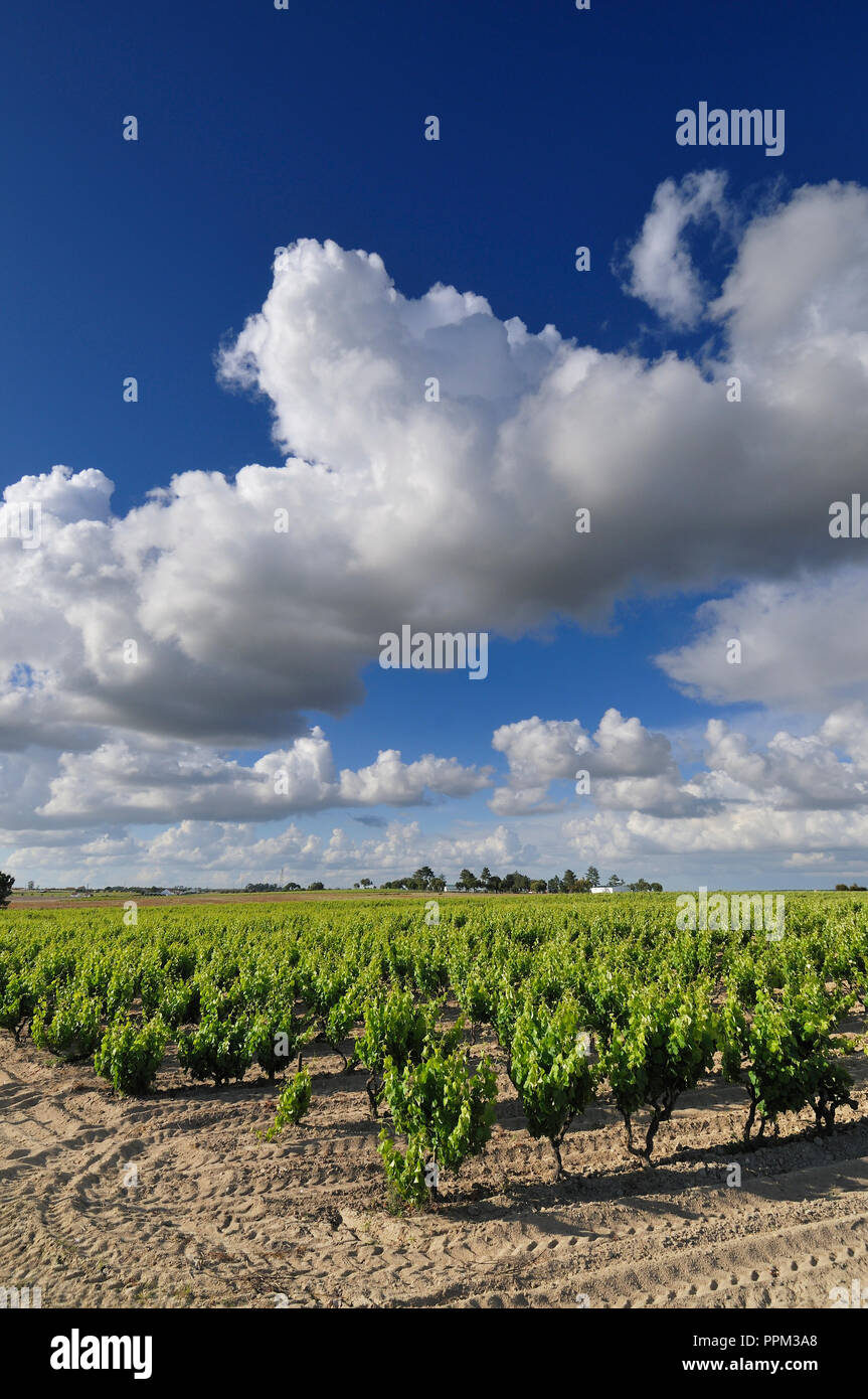 Vineyards in Palmela. Portugal Stock Photo