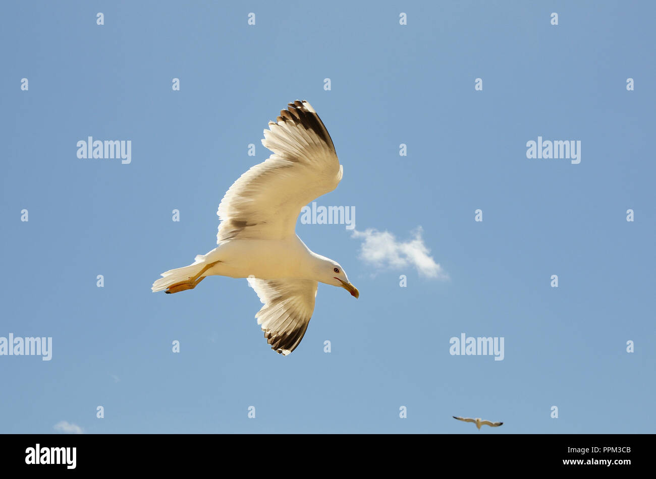 A seagull. Algarve, Portugal Stock Photo