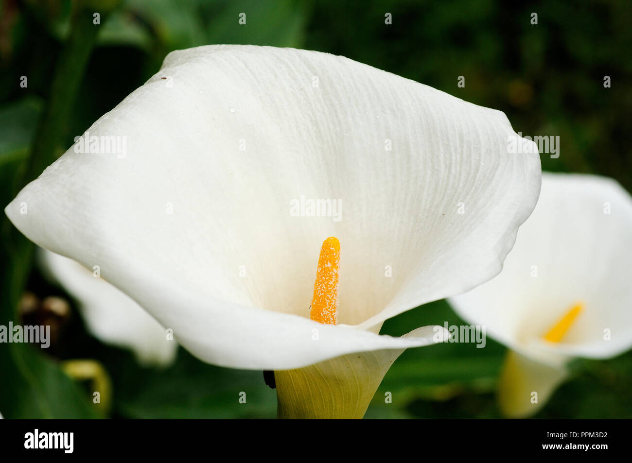 Arum lily (Jarros) Stock Photo