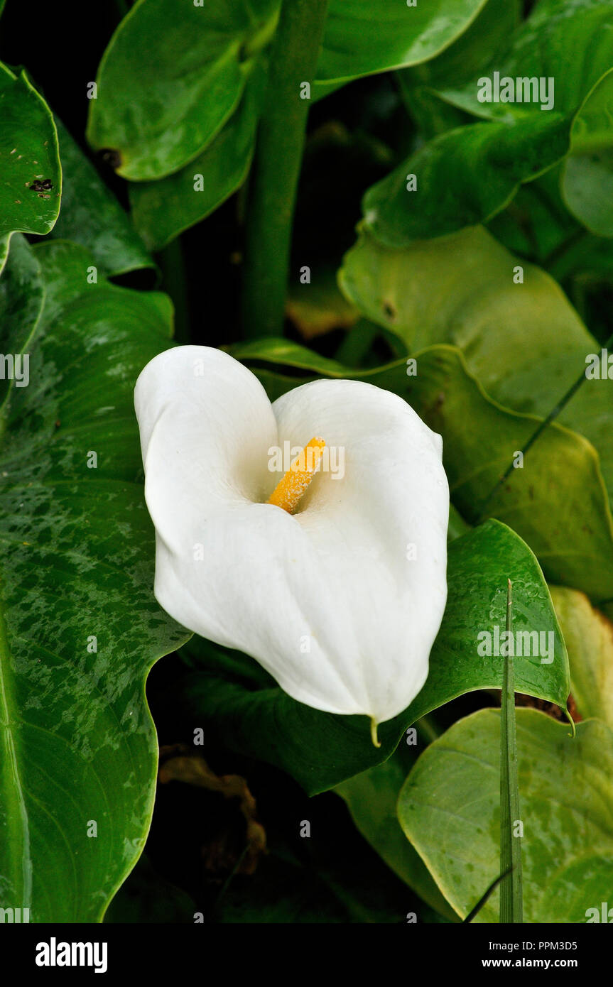 Arum lily (Jarros) Stock Photo