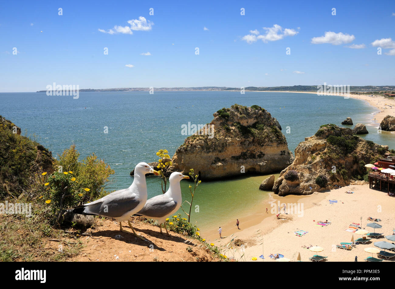 Praia dos Três Irmãos and seagulls, Algarve, Portugal Stock Photo