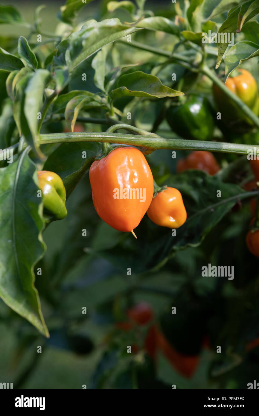 Capsicum chinense.  Habanero chilli var. orange. Chilli peppers on the plant Stock Photo