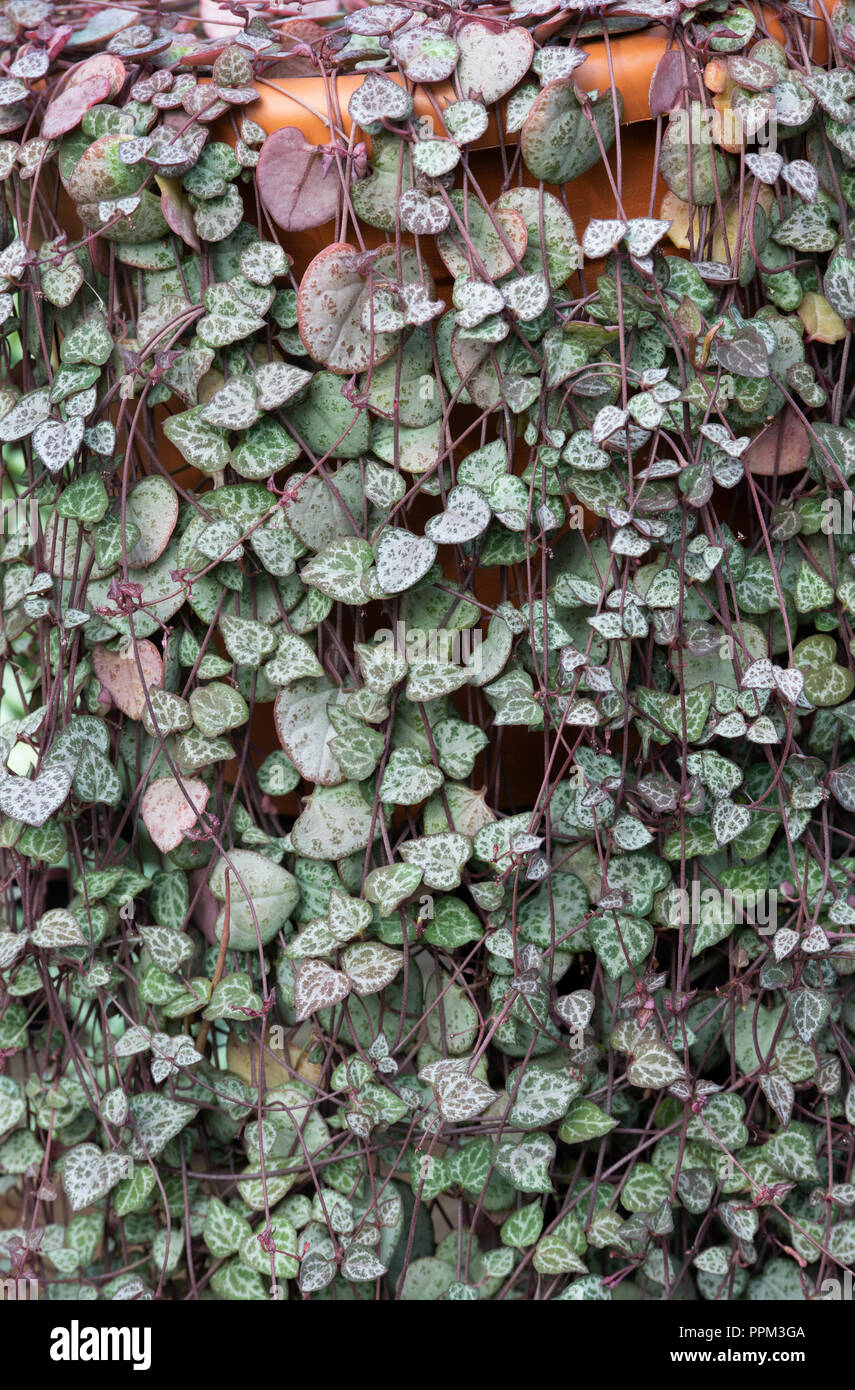 Ceropegia woodii. String of Hearts foliage Stock Photo