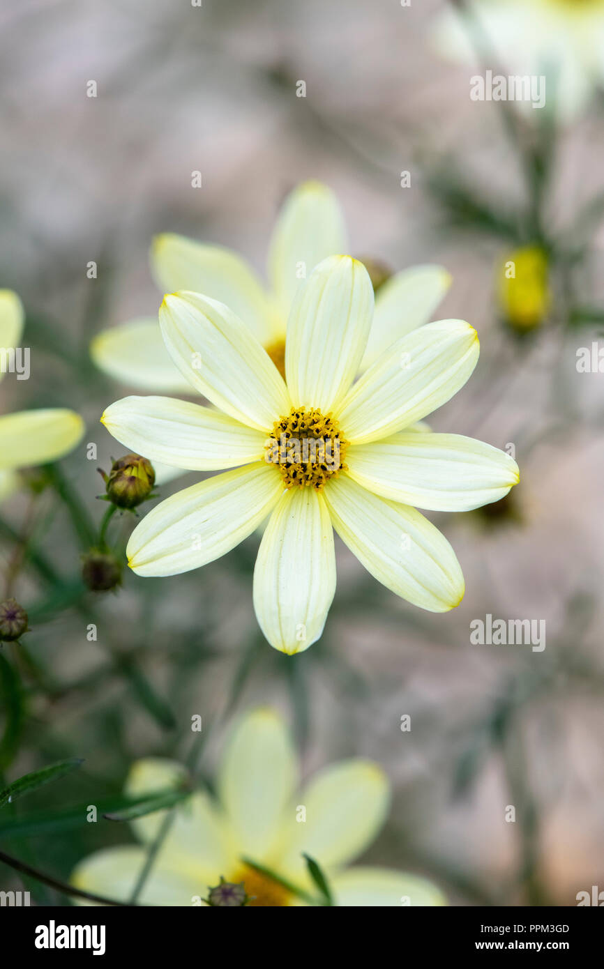 Coreopsis verticillata 'Moonbeam'. Tickseed 'Moonbeam’ flower Stock