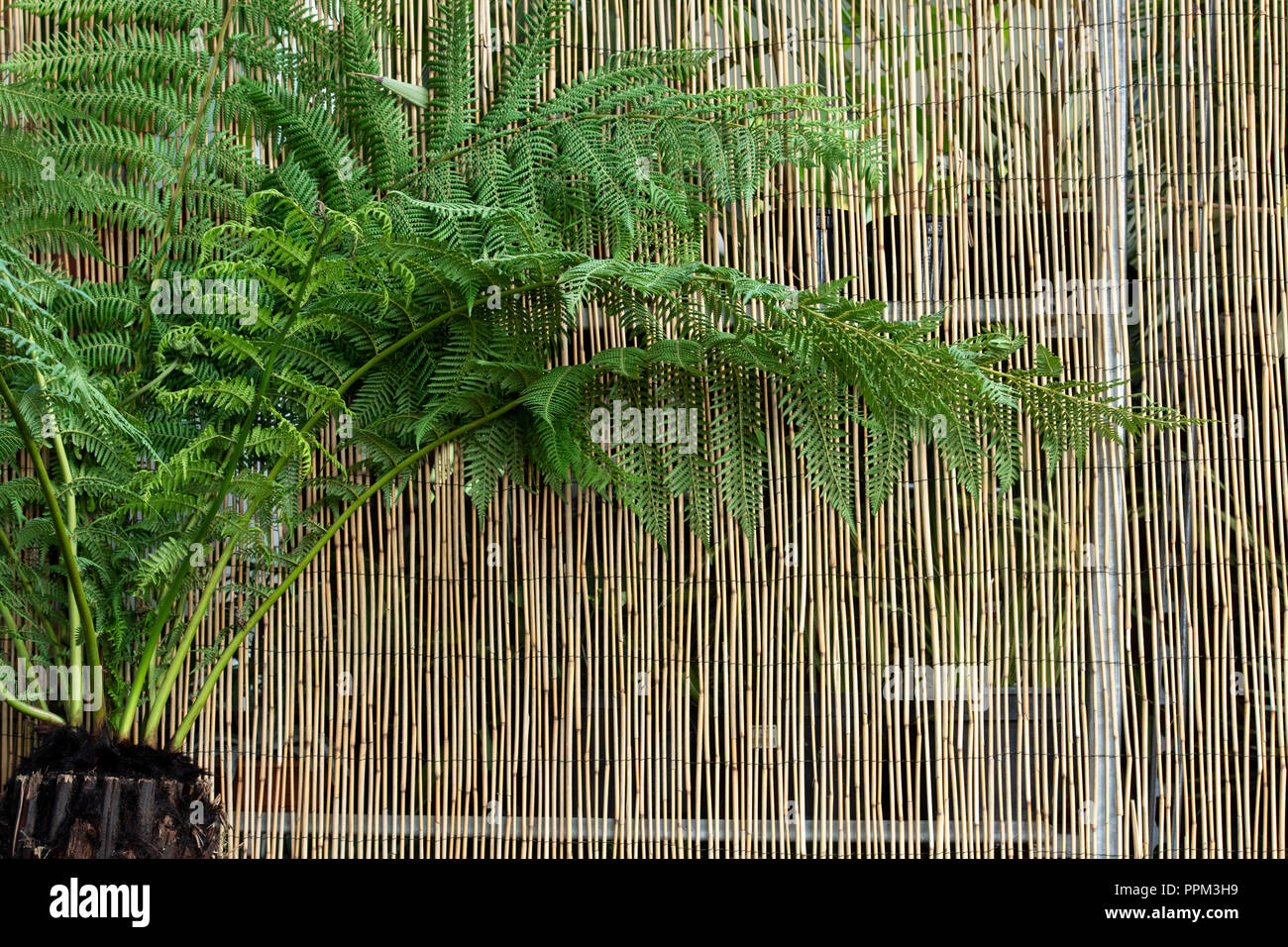 Dicksonia antarctica. Tree fern fern leaning against a bamboo screen at a flower show. UK Stock Photo