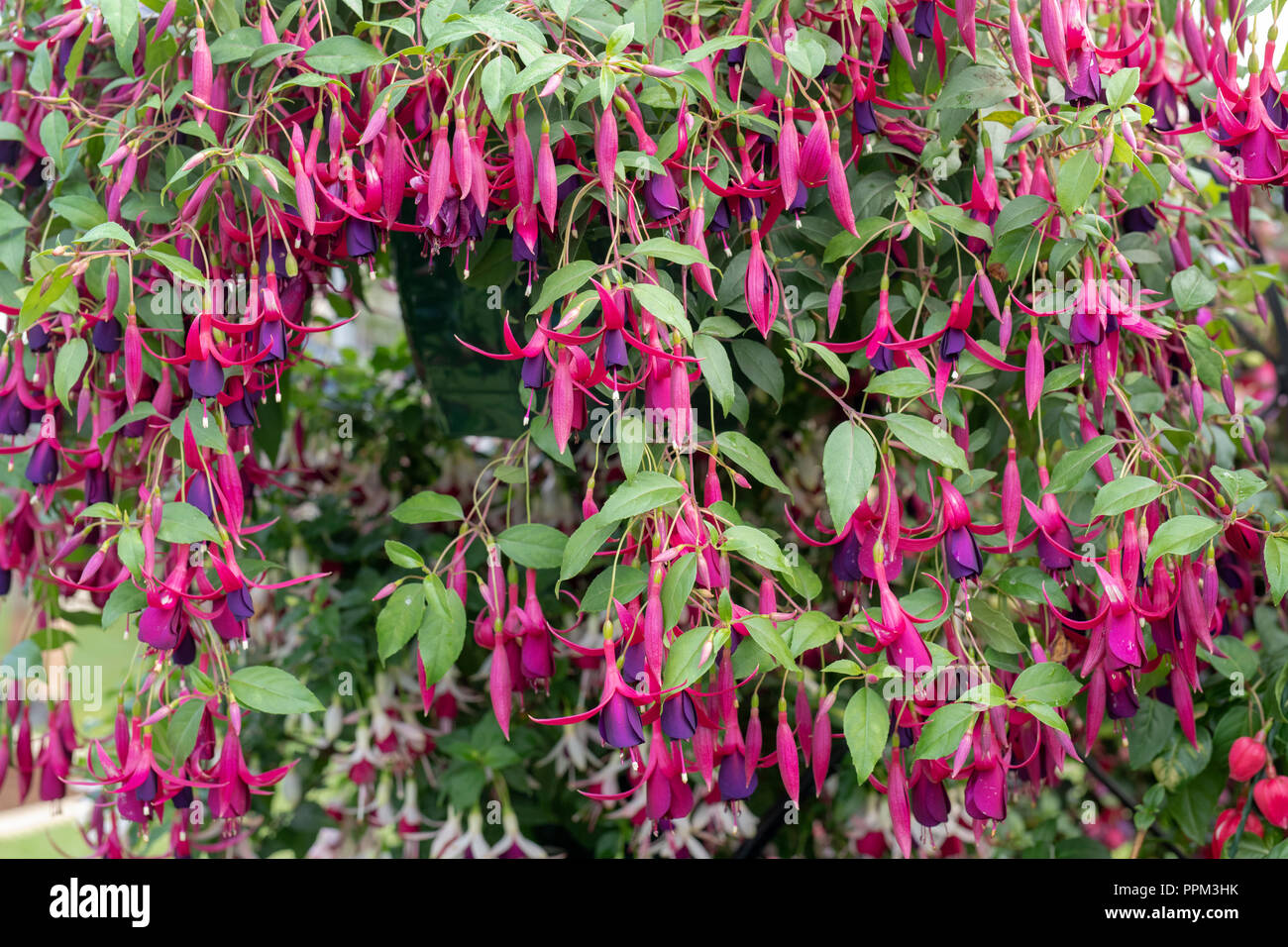 Fuchsia ‘Delicate purple’ flowers in a hanging basket Stock Photo