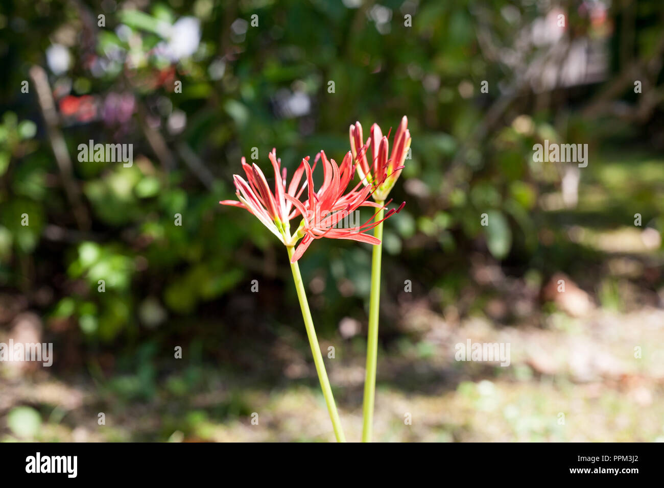 Lycoris radiat in full bloom in early famm Stock Photo