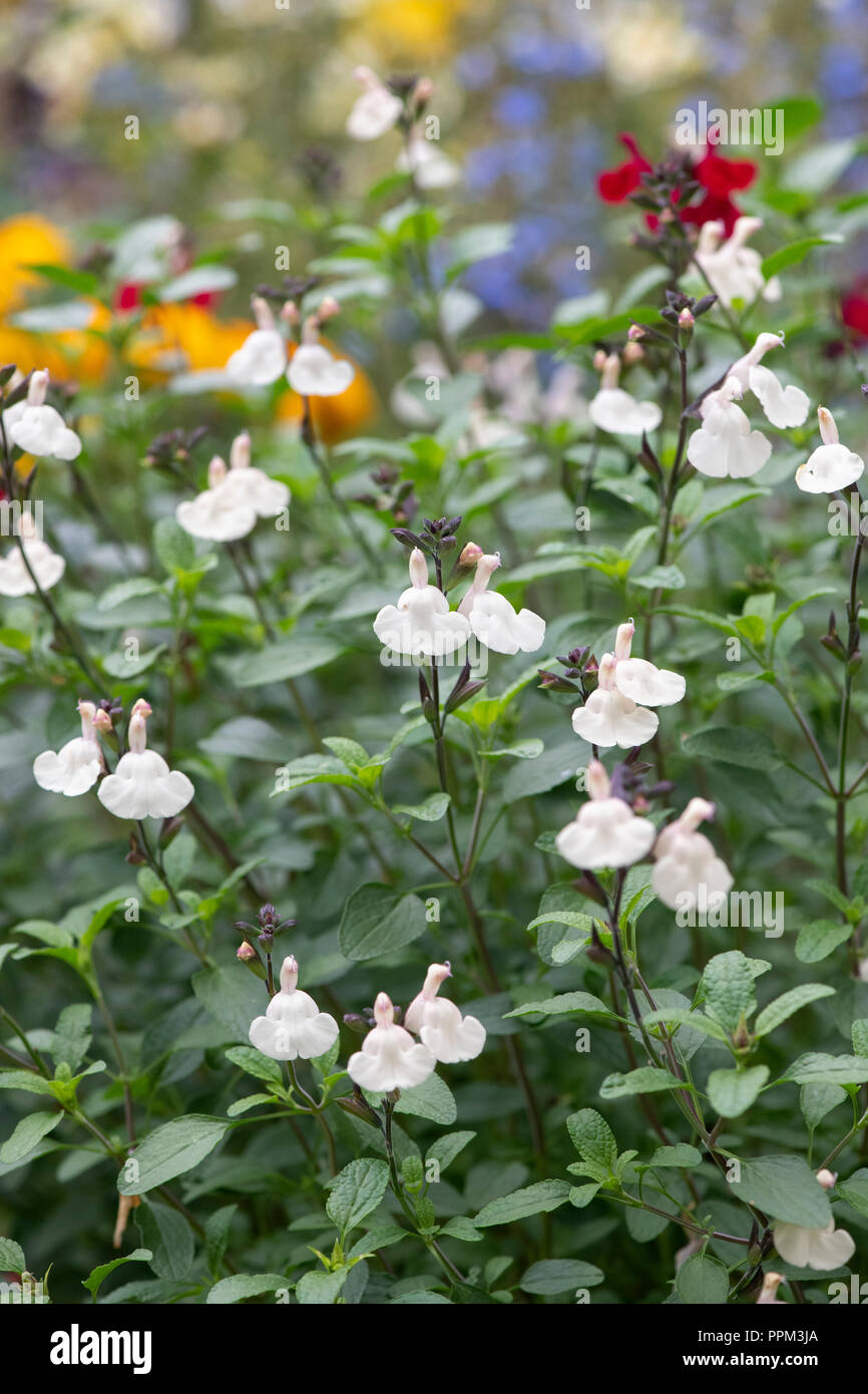Salvia x jamensis ‘Heatwave glimmer’.  Salvia flowers / Perennial sage Stock Photo