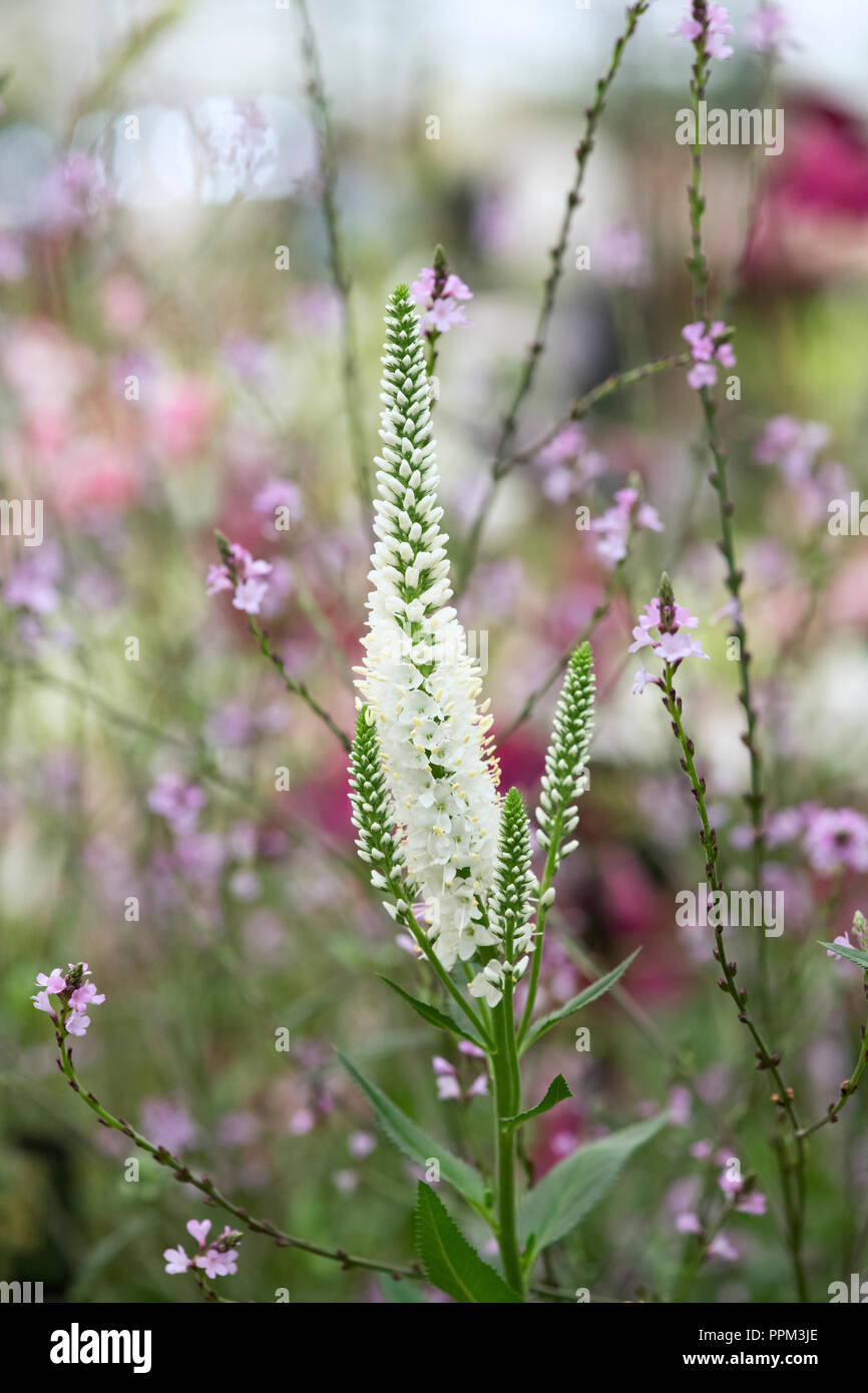 Veronica longifolia ‘Melanie White’. Speedwell Flower Stock Photo