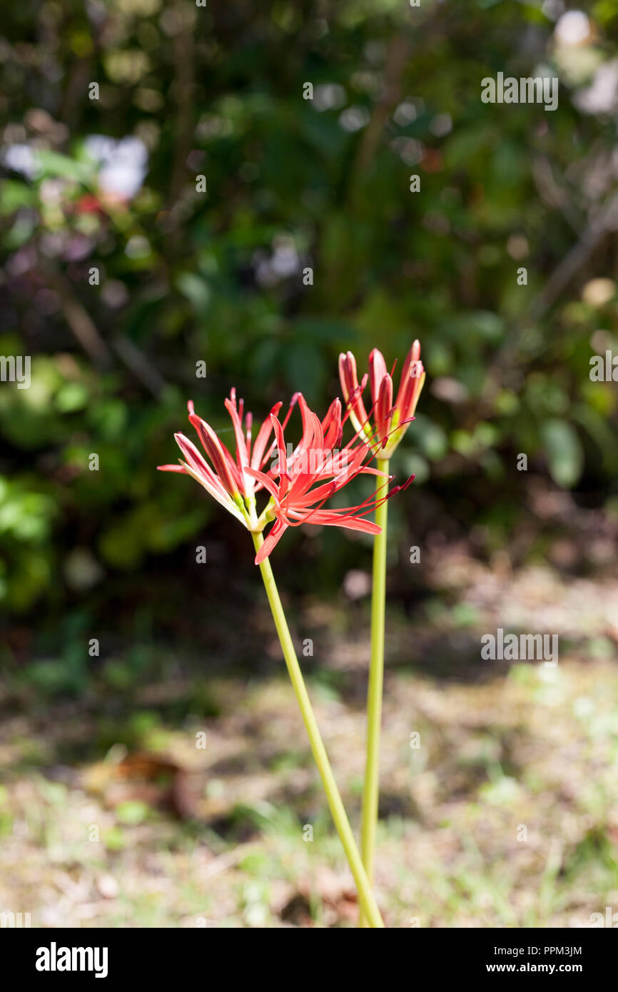 Lycoris radiat in full bloom in early famm Stock Photo