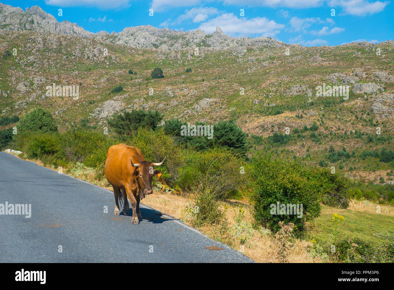 Cow. La Barranca valley, Sierra de Guadarrama National Park, Madrid province, Spain. Stock Photo