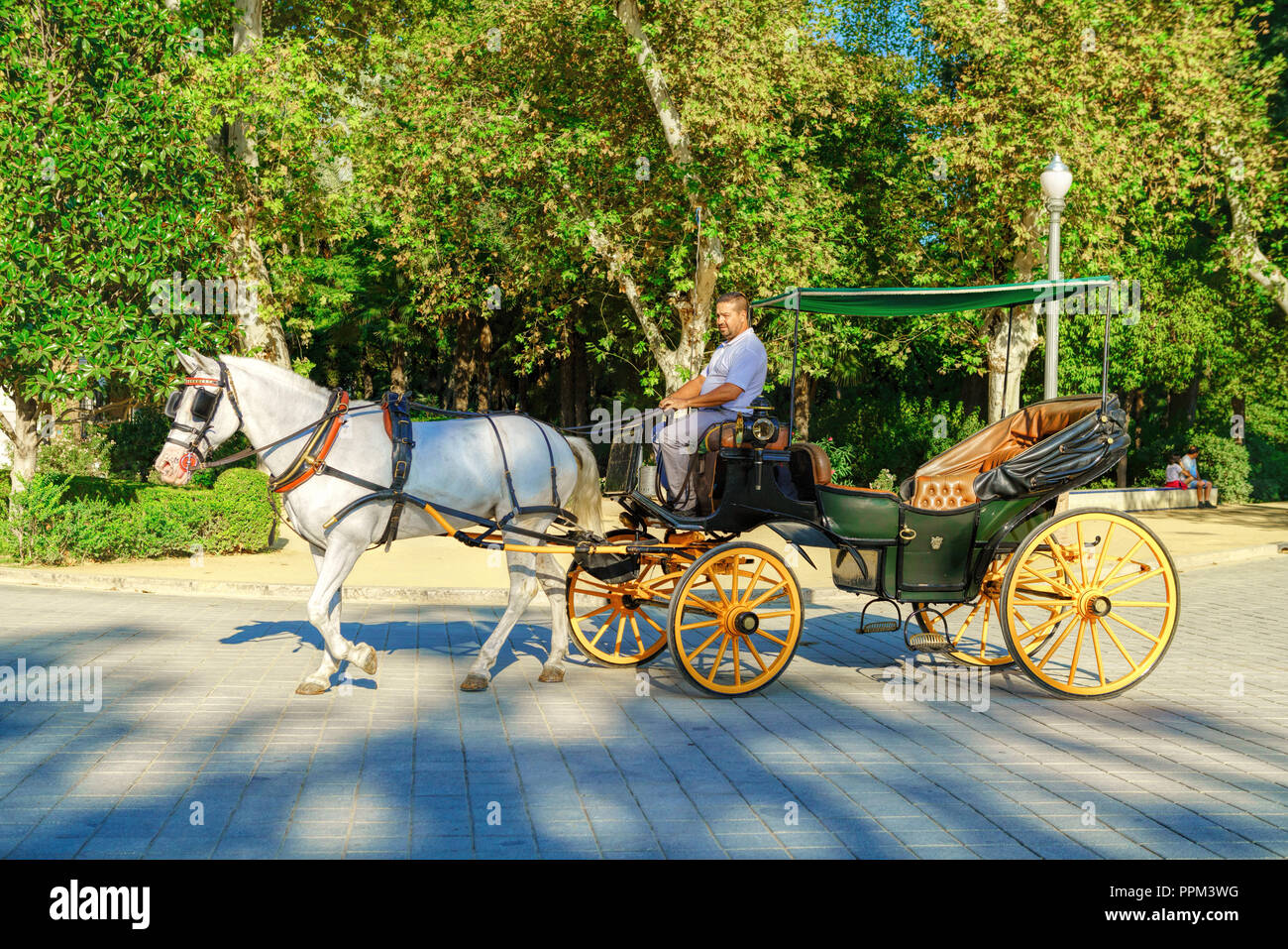 Beautiful white horse pulling a Sevillian carriage. Seville Stock Photo