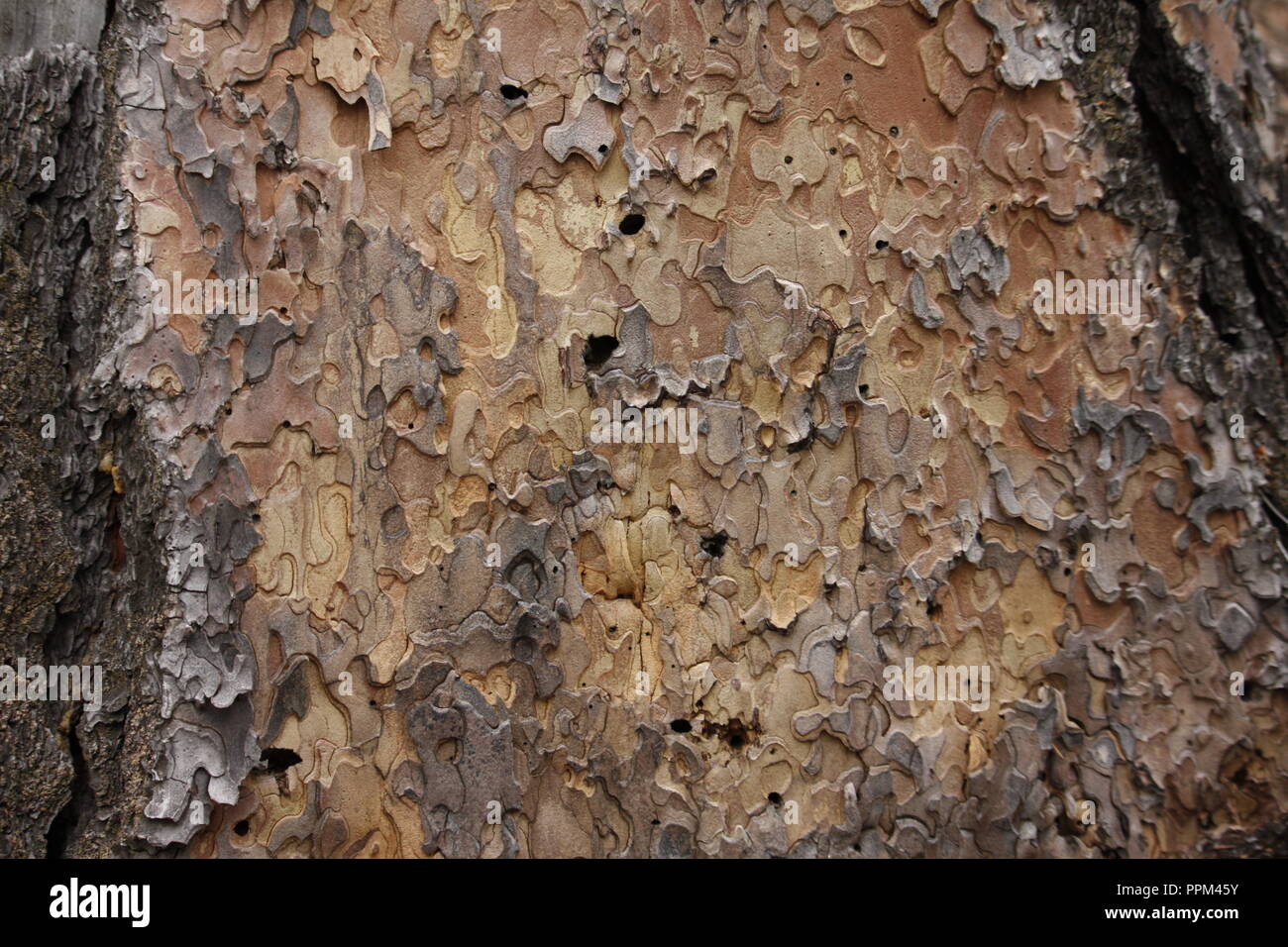 Painted Puzzle Pieces: Ponderosa Pine Tree Bark in Detail Stock Photo
