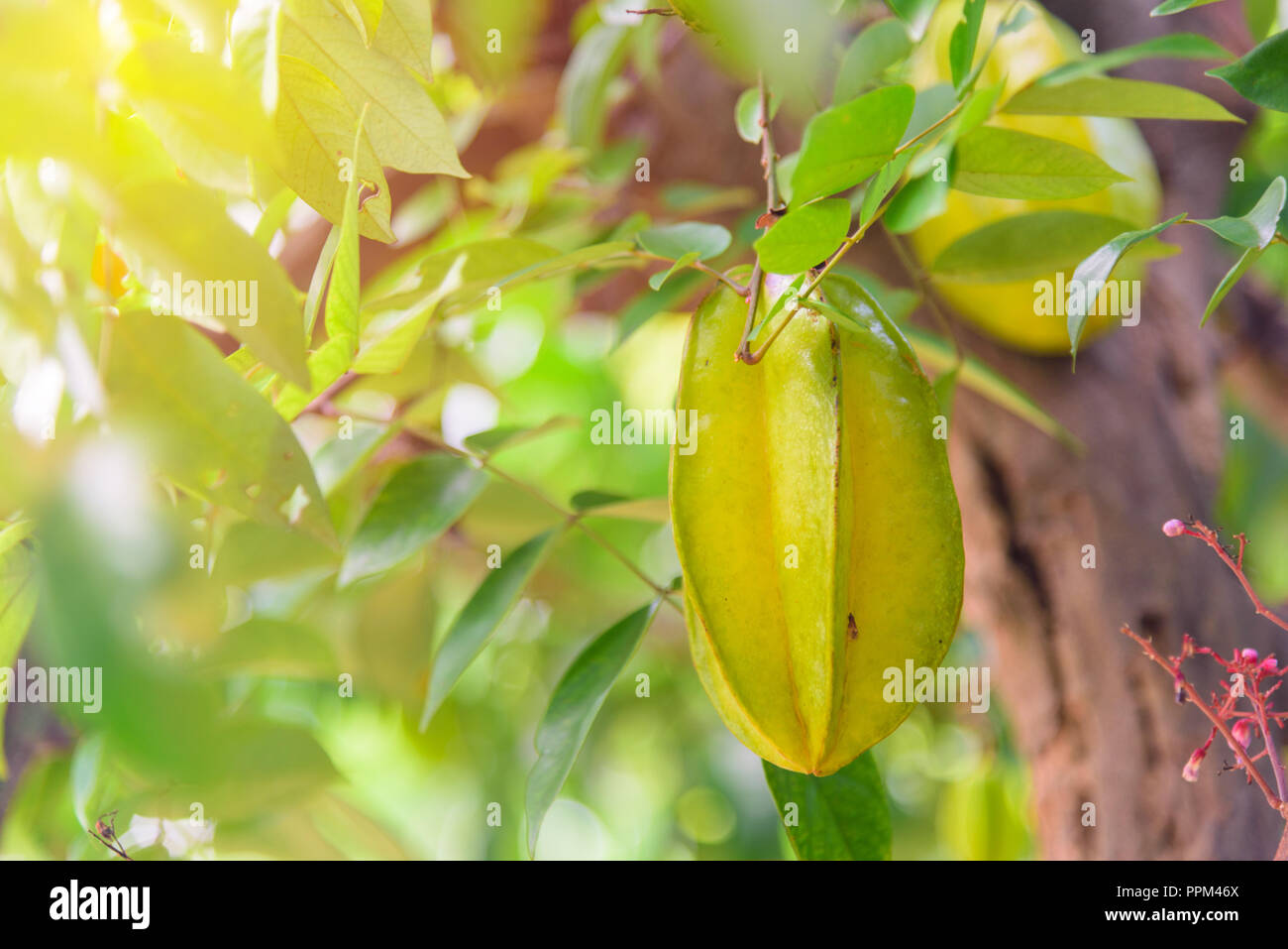 Star apple tree hires stock photography and images Alamy