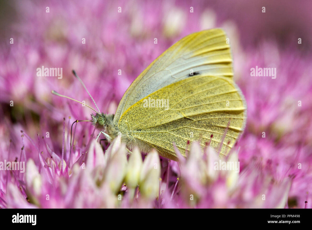 Small White Butterfly (Pieris rapae) on Sedum Spectabile 'Brilliant'(A) Stock Photo