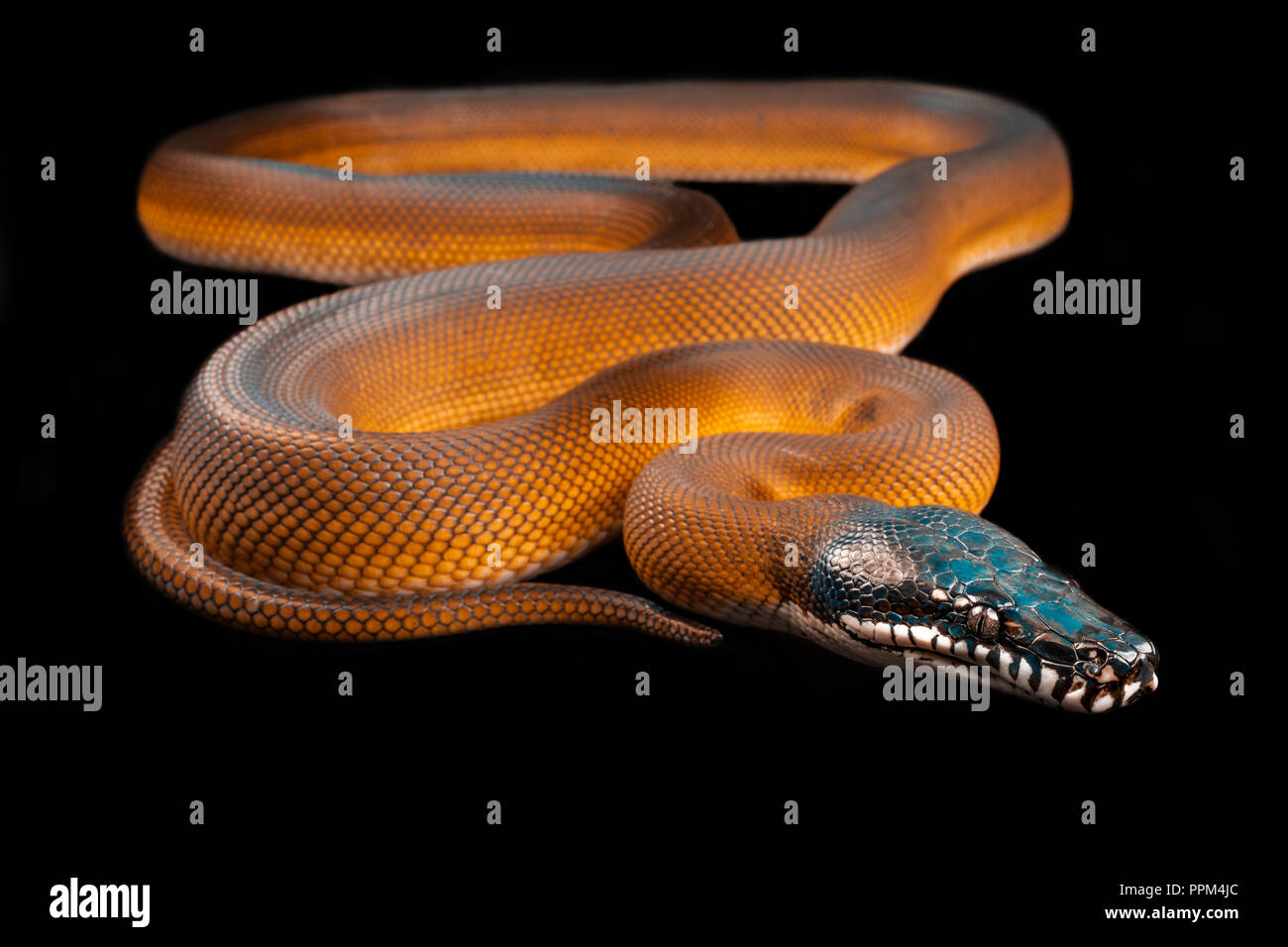 Bothrochilus albertisii / White lipped python Stock Photo
