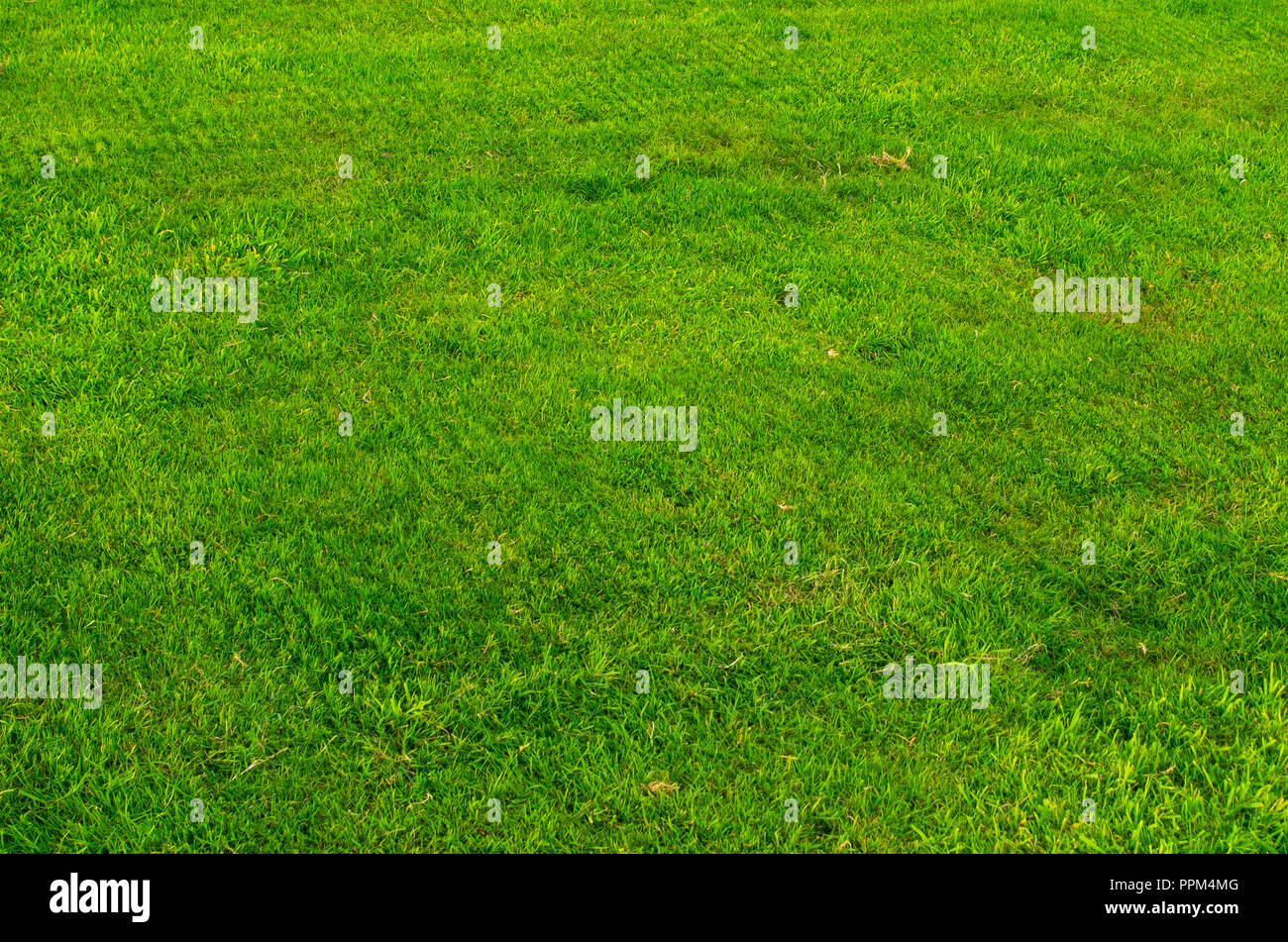 sward or lawn of short green grass Stock Photo