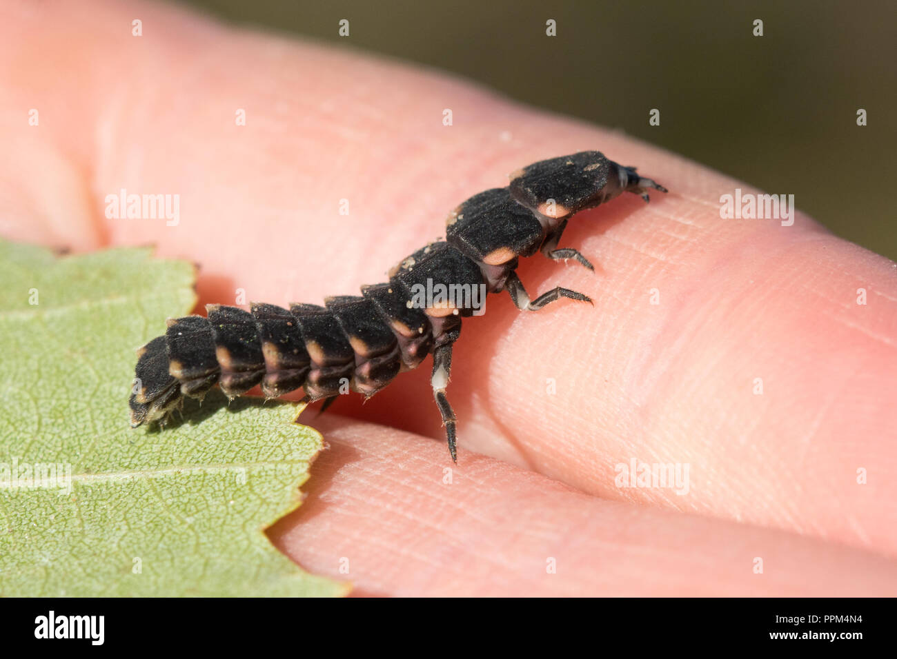 Glow worm larva (Lampyris noctiluca) final instar, UK Stock Photo Alamy
