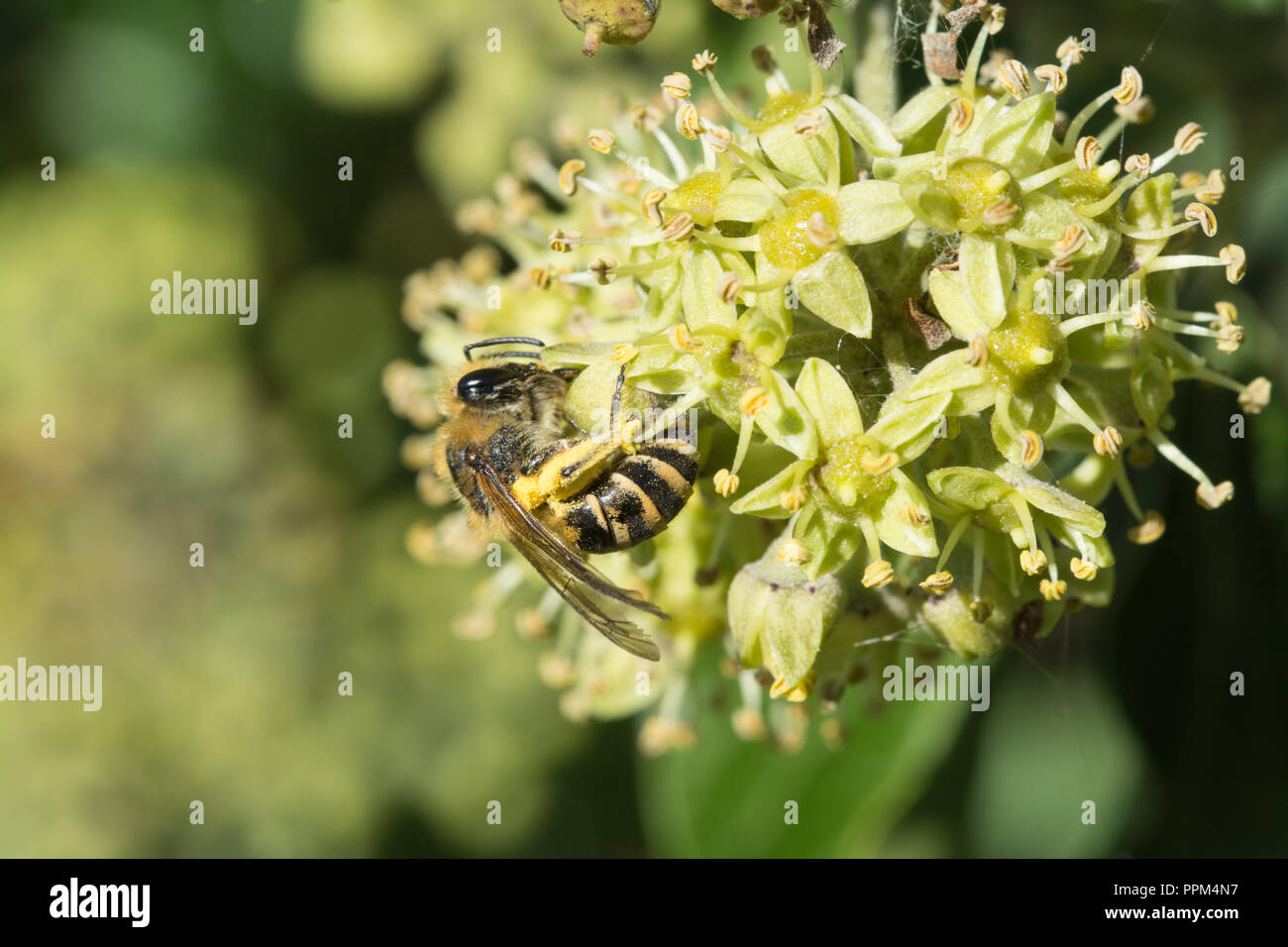 Ivy bee (Colletes hederae) feeding on nectar of ivy flowers (Hedera helix) in late September and collecting pollen (with copy space), UK Stock Photo