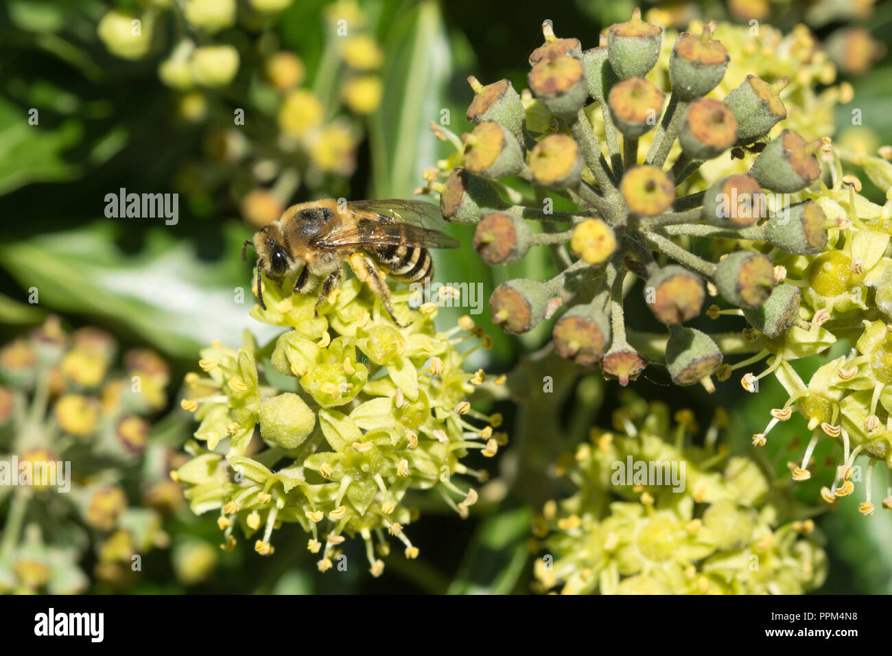 Ivy bee (Colletes hederae) feeding on nectar of ivy flowers (Hedera helix) in late September and collecting pollen Stock Photo