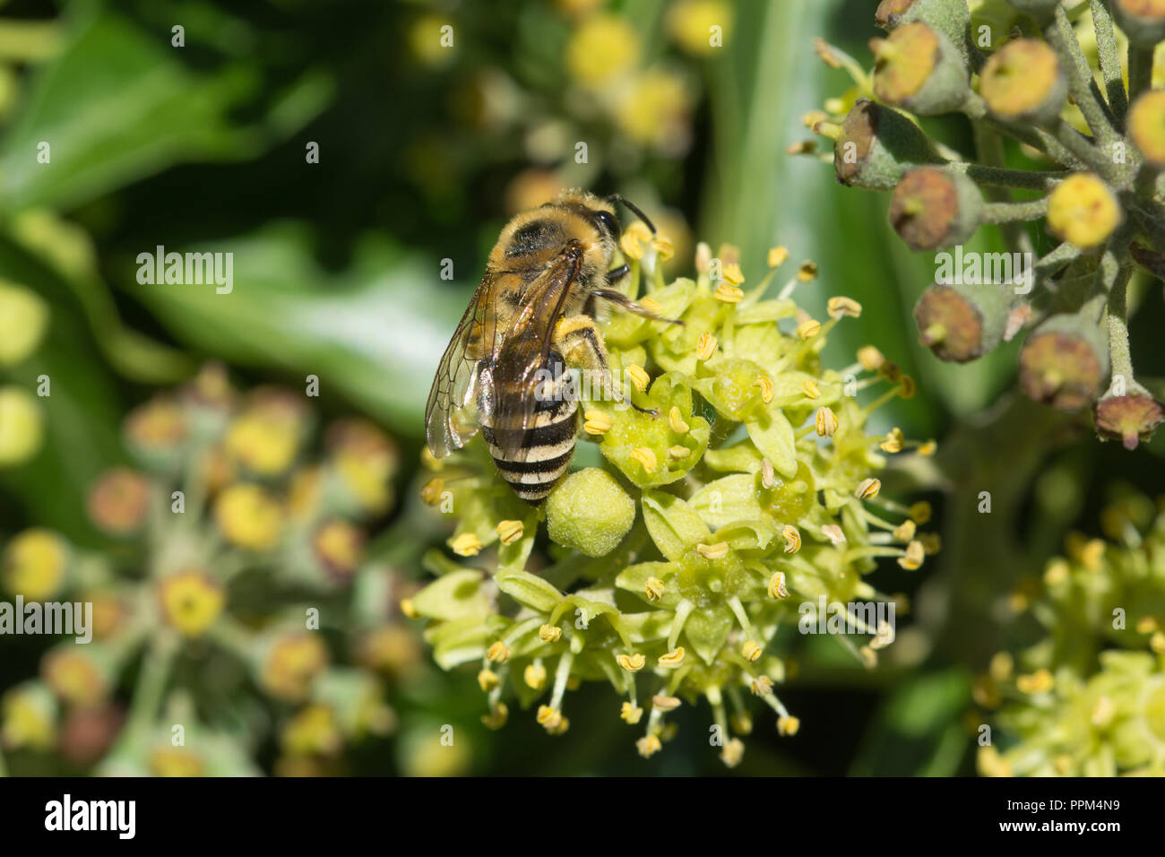 Ivy bee (Colletes hederae) feeding on nectar of ivy flowers (Hedera helix) in late September and collecting pollen Stock Photo