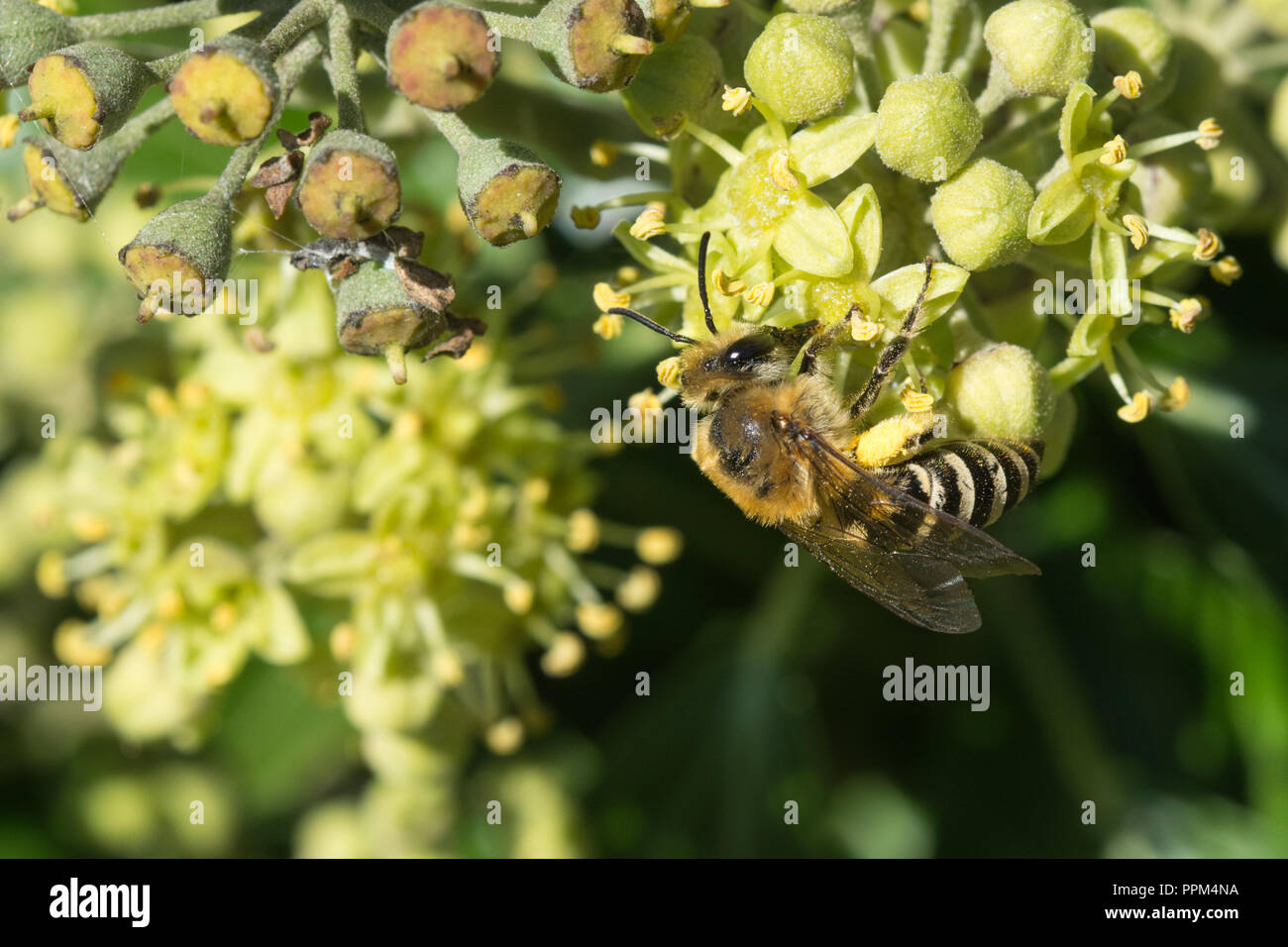 Ivy bee (Colletes hederae) feeding on nectar of ivy flowers (Hedera helix) in late September and collecting pollen, England, UK Stock Photo