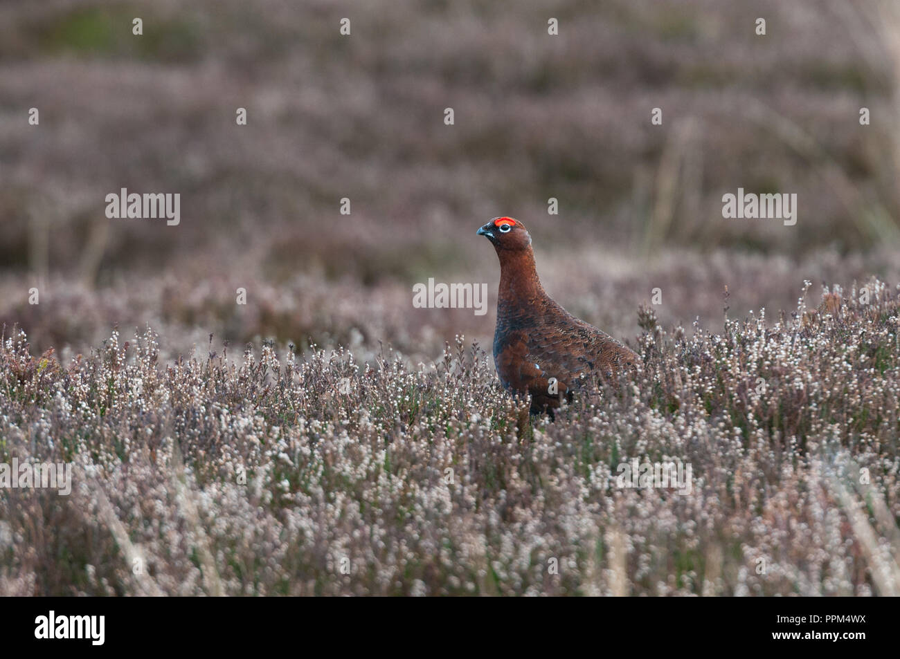 Male Red grouse (Lagopus lagopus scoticus) on heather moorland in the Peak District, Derbyshire Stock Photo