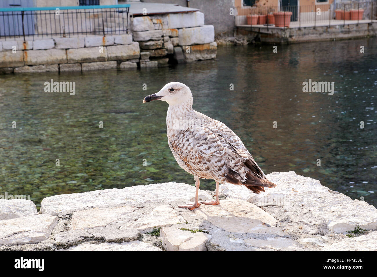 Young seagull resting on dock. Young seagull perched and standing on sea stone wall. Juvenile seagull. Young marine bird. Brown seagull. Stock Photo
