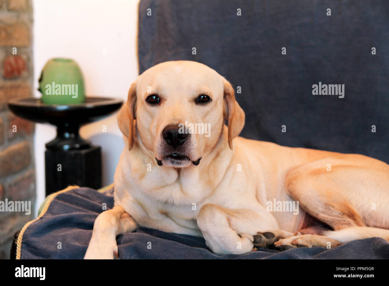 Dog is resting at home. Yellow labrador retriever dog laying in ...