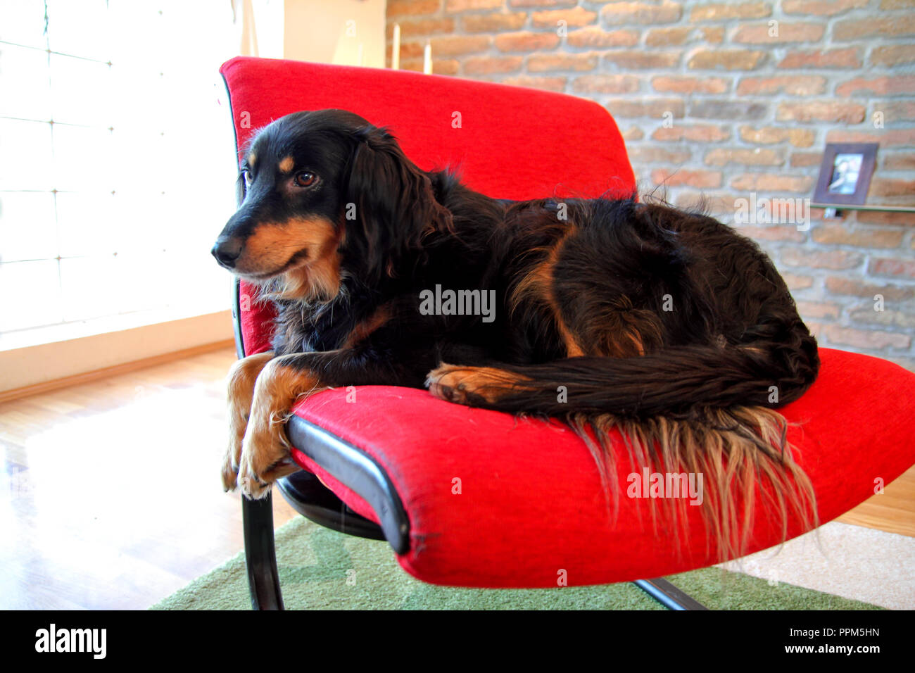 Why Does My Dog Always Sit Under My Chair