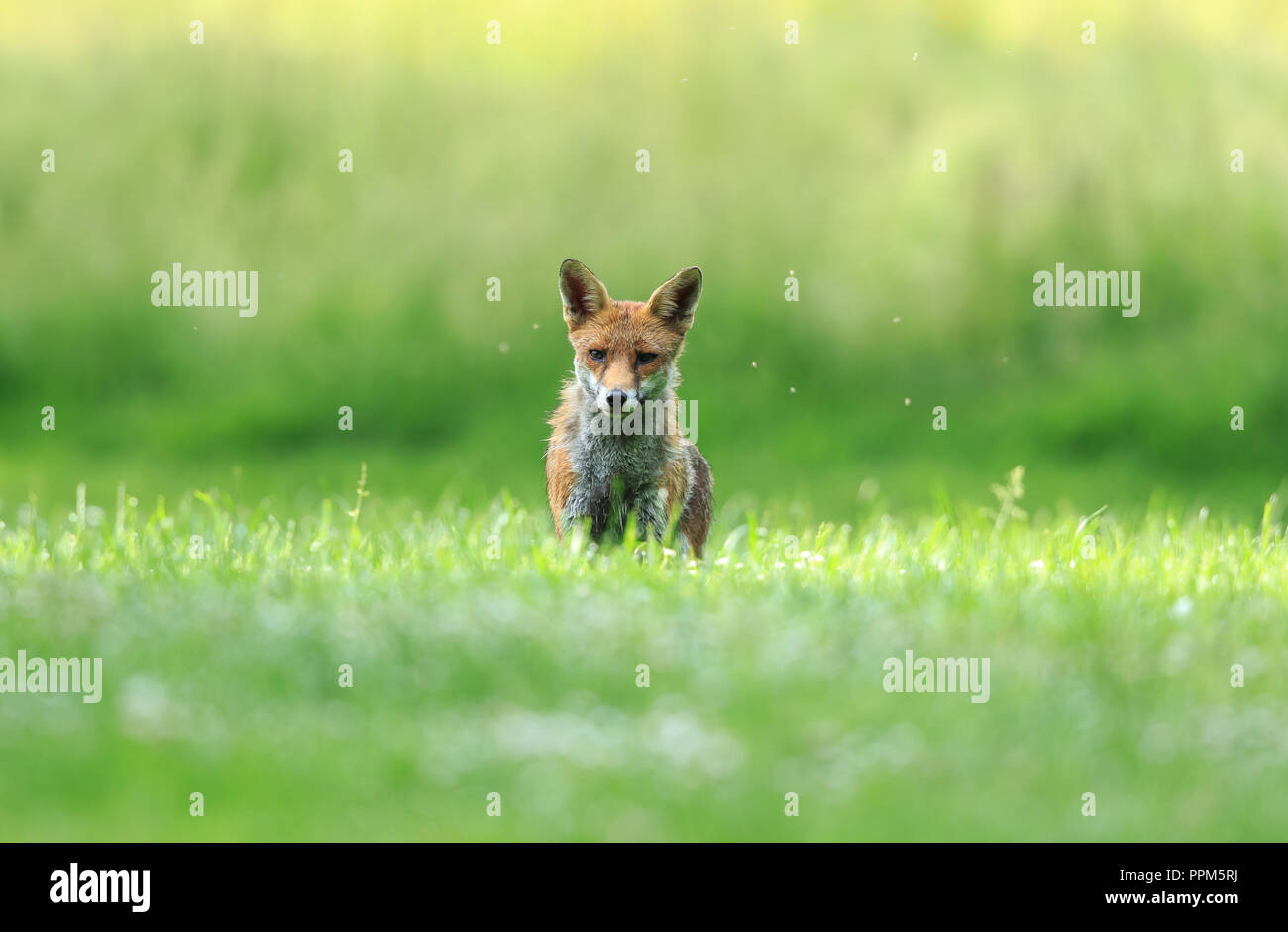 An urban red fox in the park during the day Stock Photo