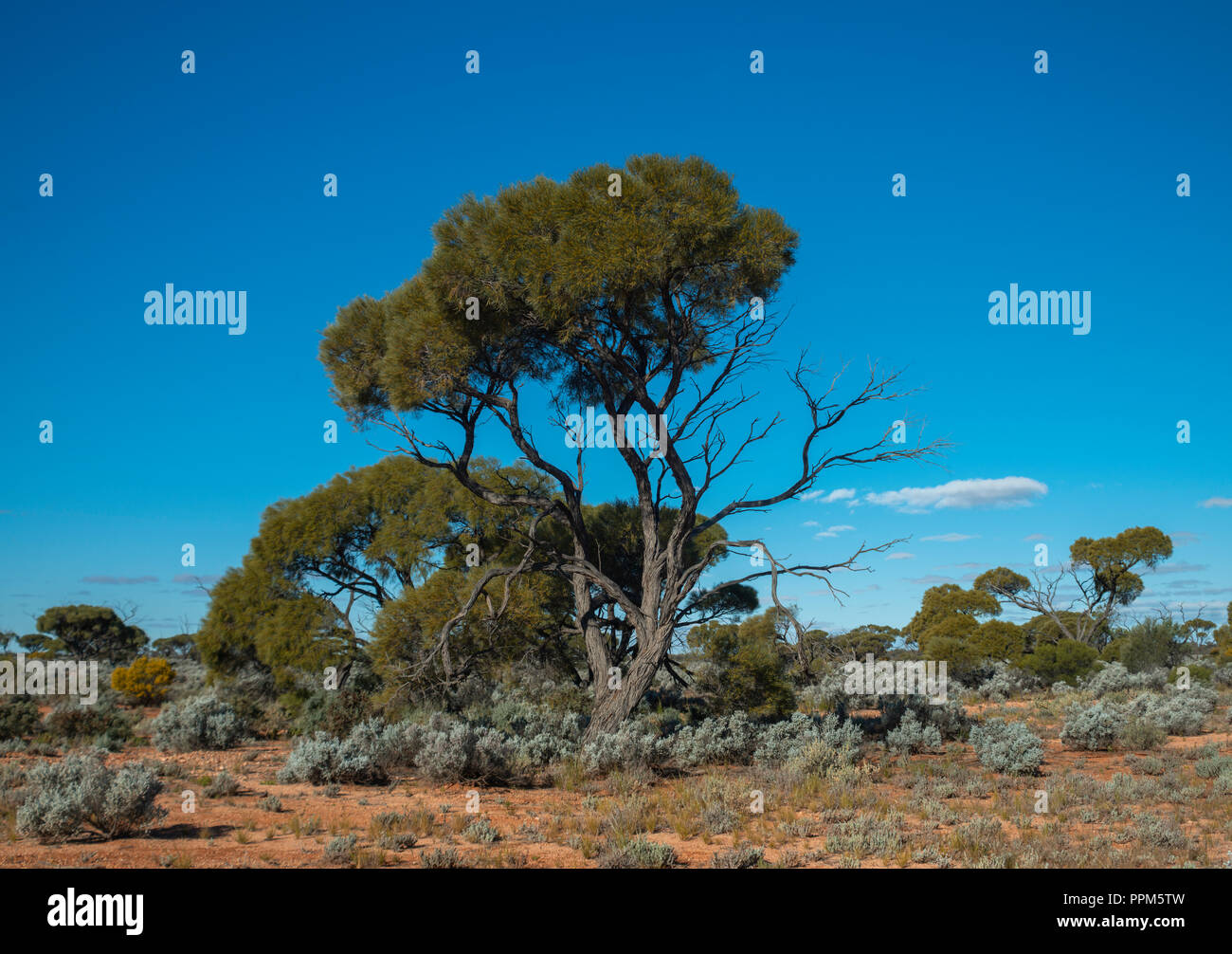 Australian Eucalyptus tree, Mallee, South Australia Stock Photo - Alamy