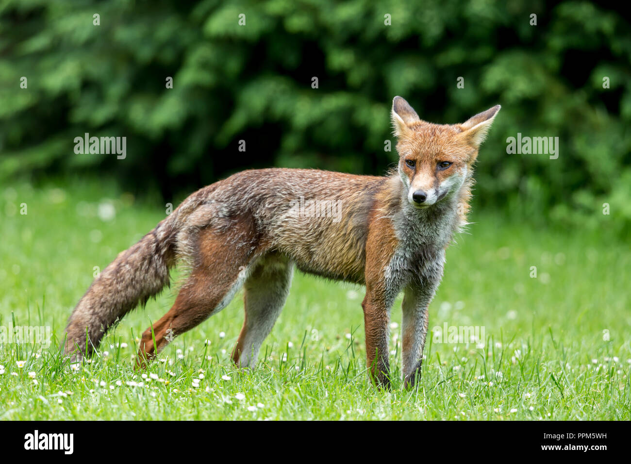 An urban red fox in the park during the day Stock Photo