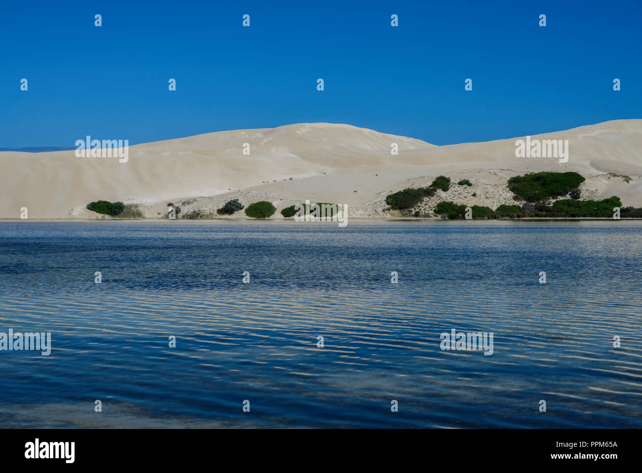 White Sand dunes, cactus beach, the Great Australian Bight, Lake  MacDonnall, Chadinga dunes, South Australia Stock Photo - Alamy