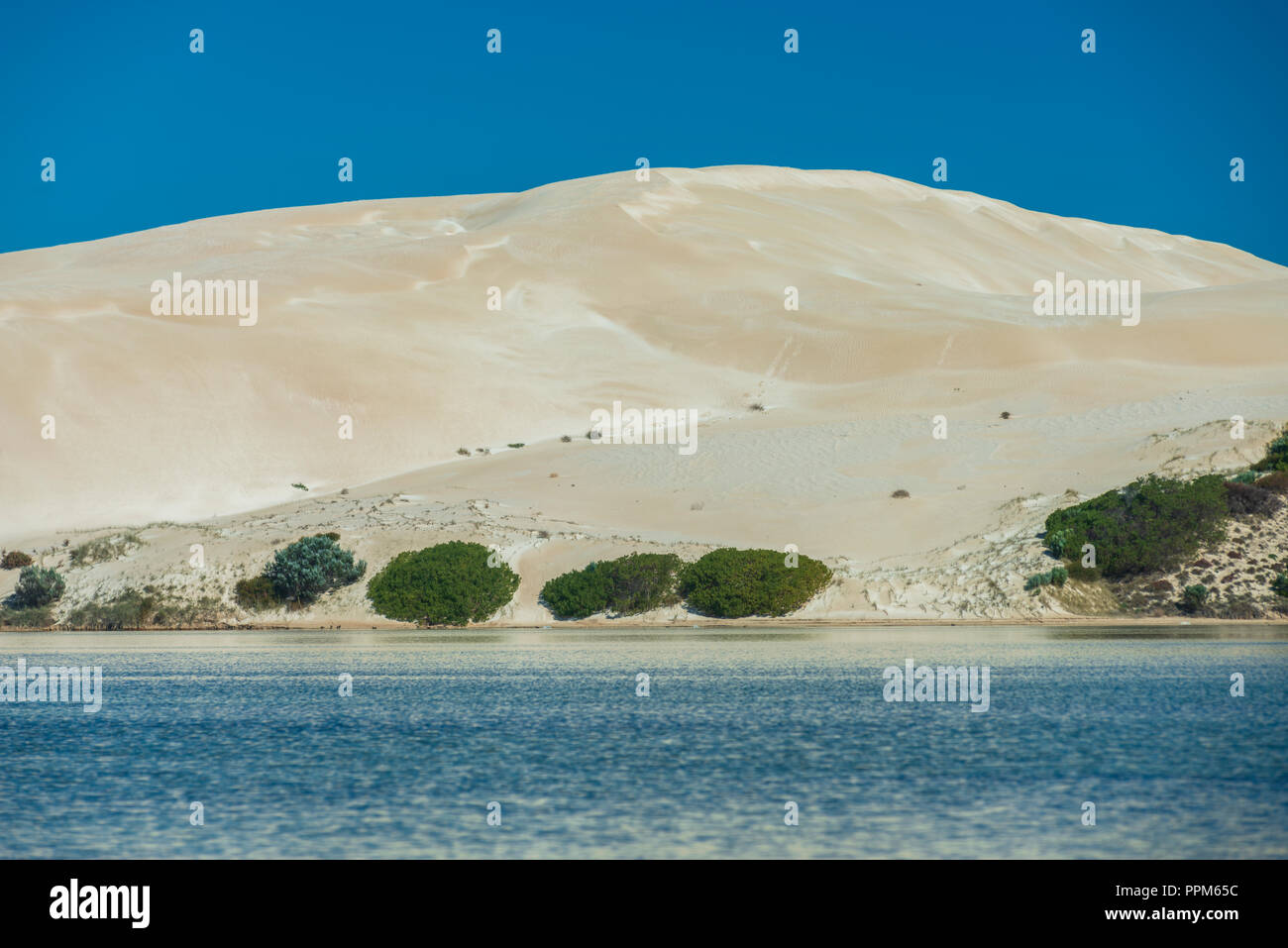 White Sand dunes, cactus beach, the Great Australian Bight, Lake  MacDonnall, Chadinga dunes, South Australia Stock Photo - Alamy