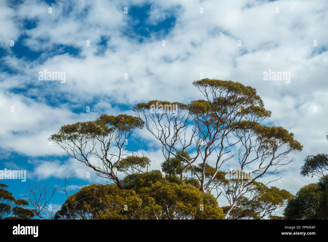 Australian eucalyptus tree mallee south australia stock photo alamy