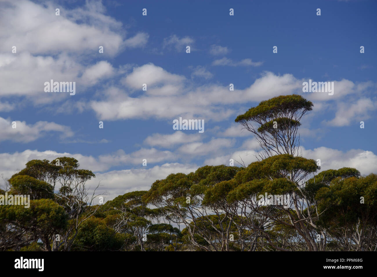 Australian eucalyptus tree mallee south australia stock photo alamy