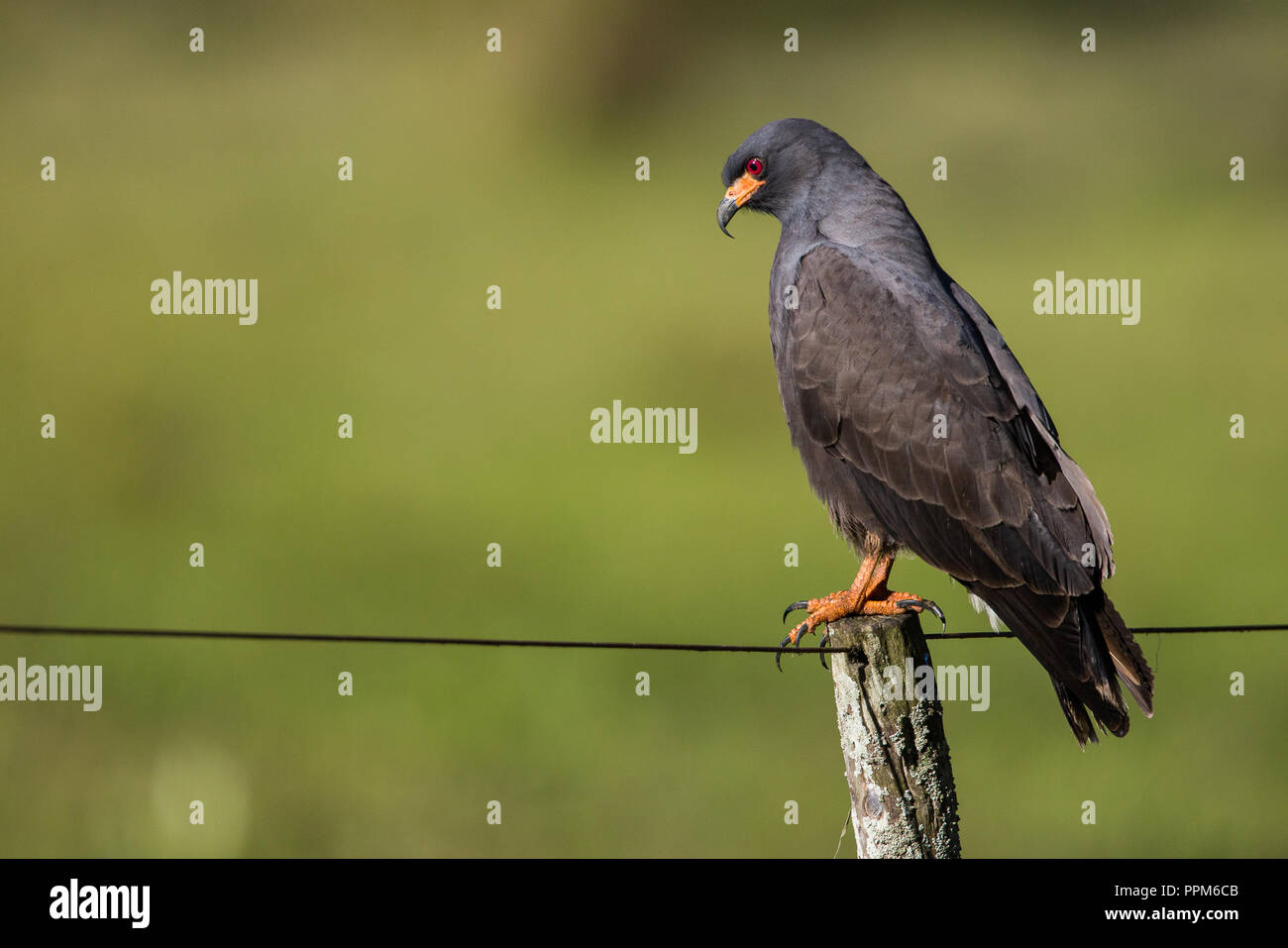 A snail kite photographed in the Entre Ríos province of Argentina Stock Photo Alamy