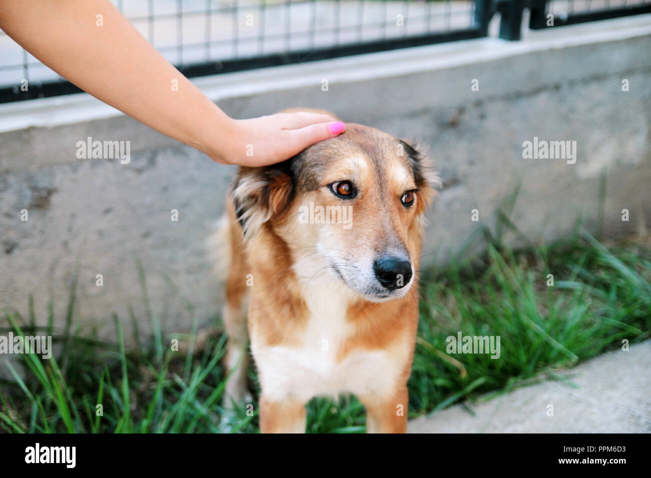 do dogs like rough petting