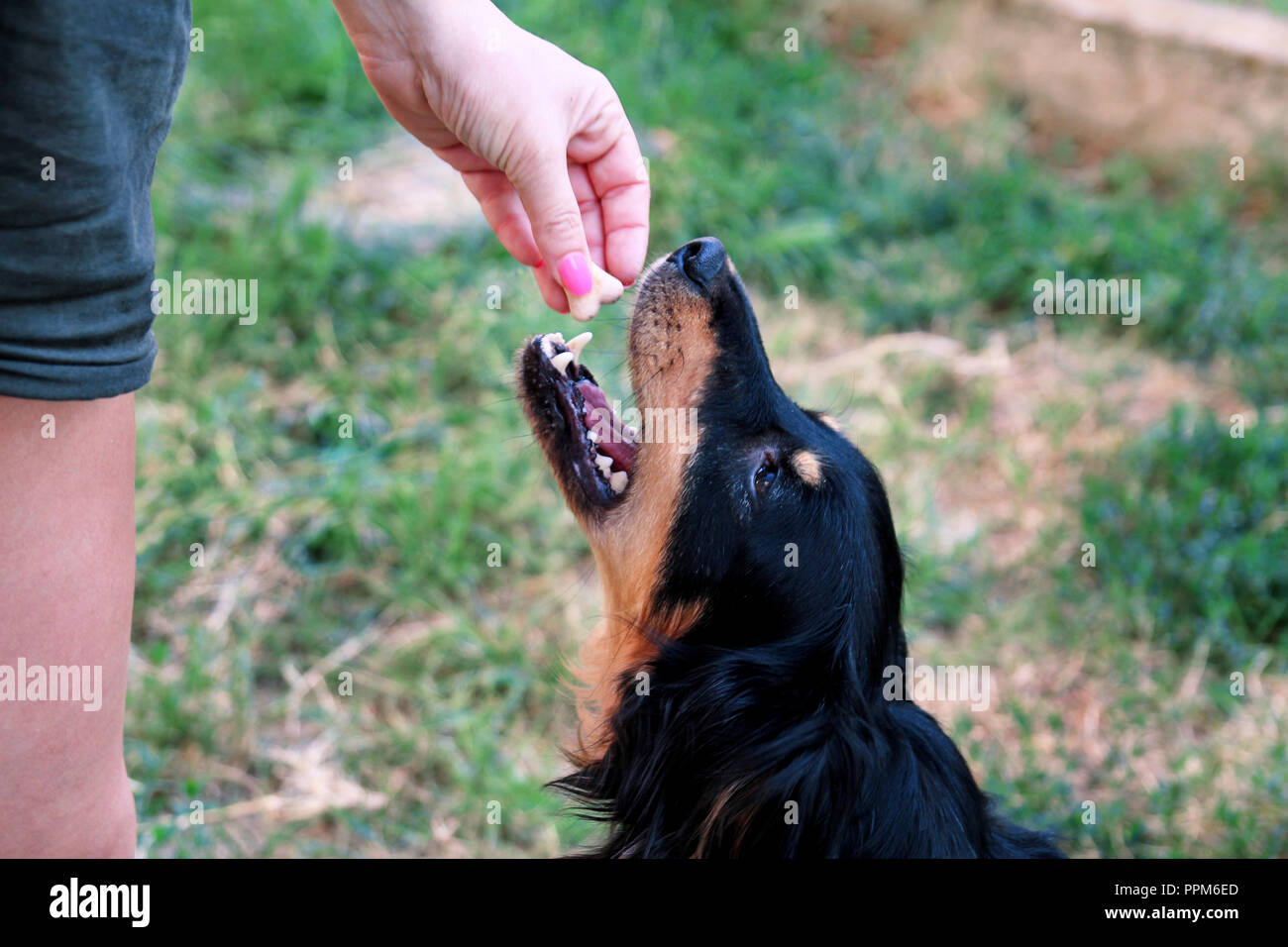 Owner feed dog. The hand of the owner of feeding their dog in the garden. A mixed breed dog with their female owners outside in a garden. People. Stock Photo