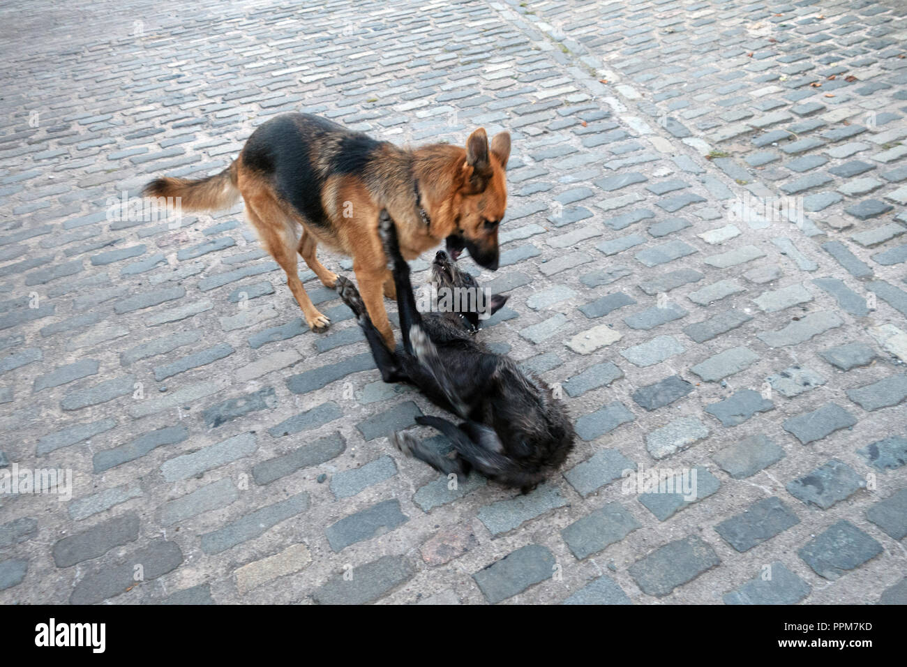 German Shepherd and Lurcher are Farm dogs playing together in Wortley, South Yorkshire, England Stock Photo
