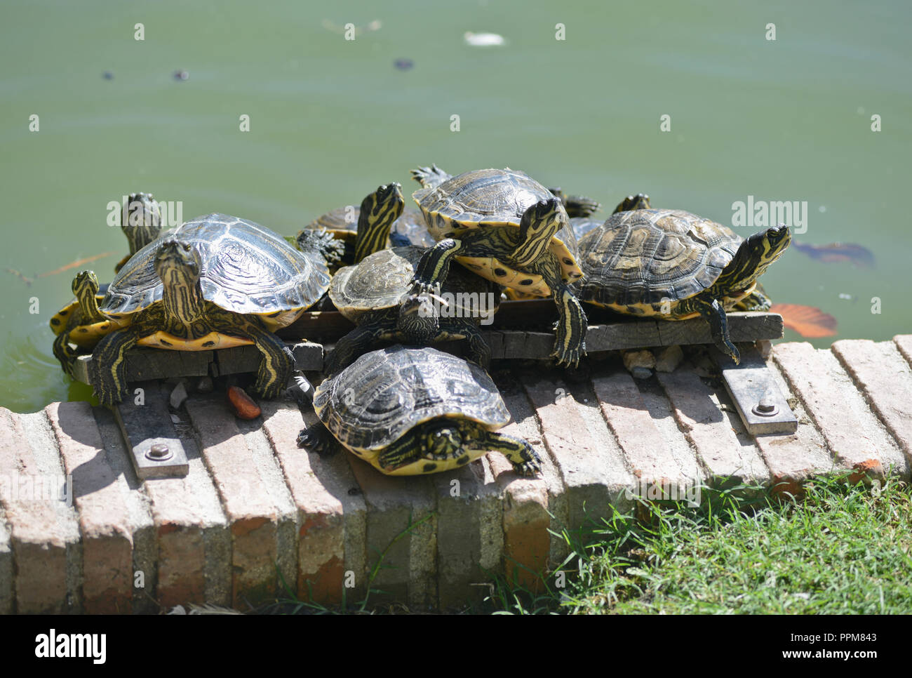 Turtles sunbathing. Buen Retiro Park - Parque del Buen Retiro, Madrid, Spain Stock Photo
