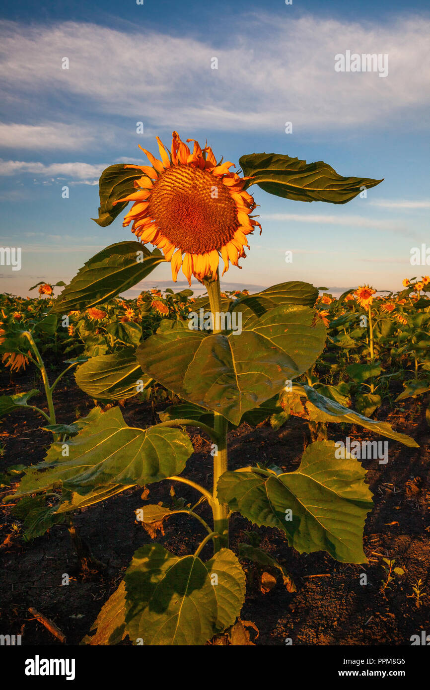 A single sunflower blooms above the field, Grand Forks County, North