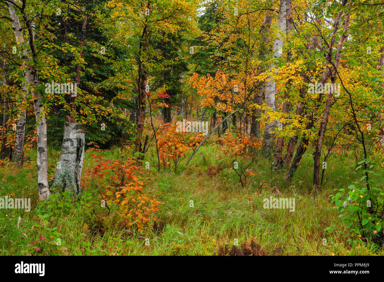Fall foliage, North Shore Lake Superior, Cook County, Minnesota Stock Photo