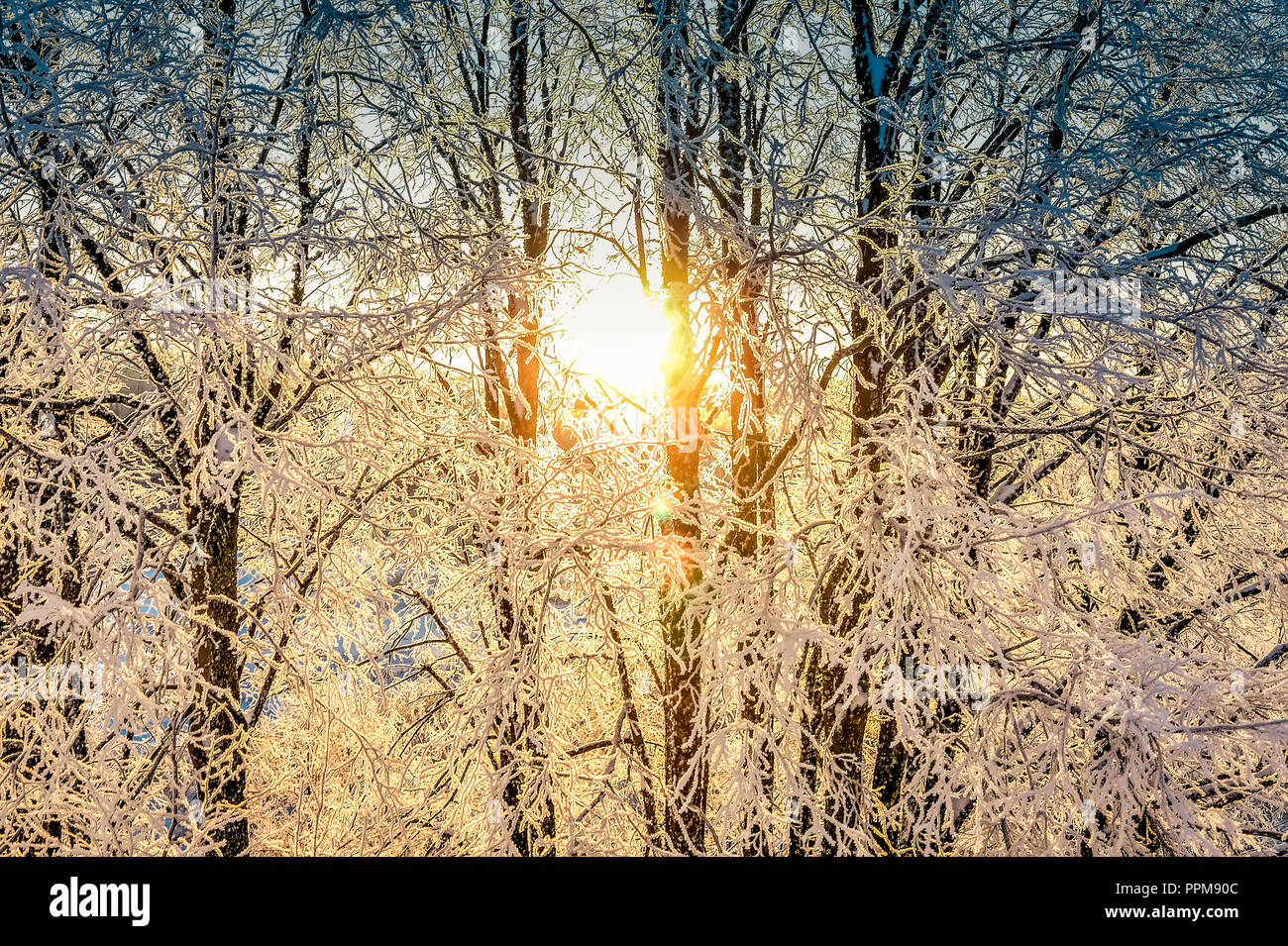 Bright winter landscape with trees in the forest at sunrise Stock Photo ...